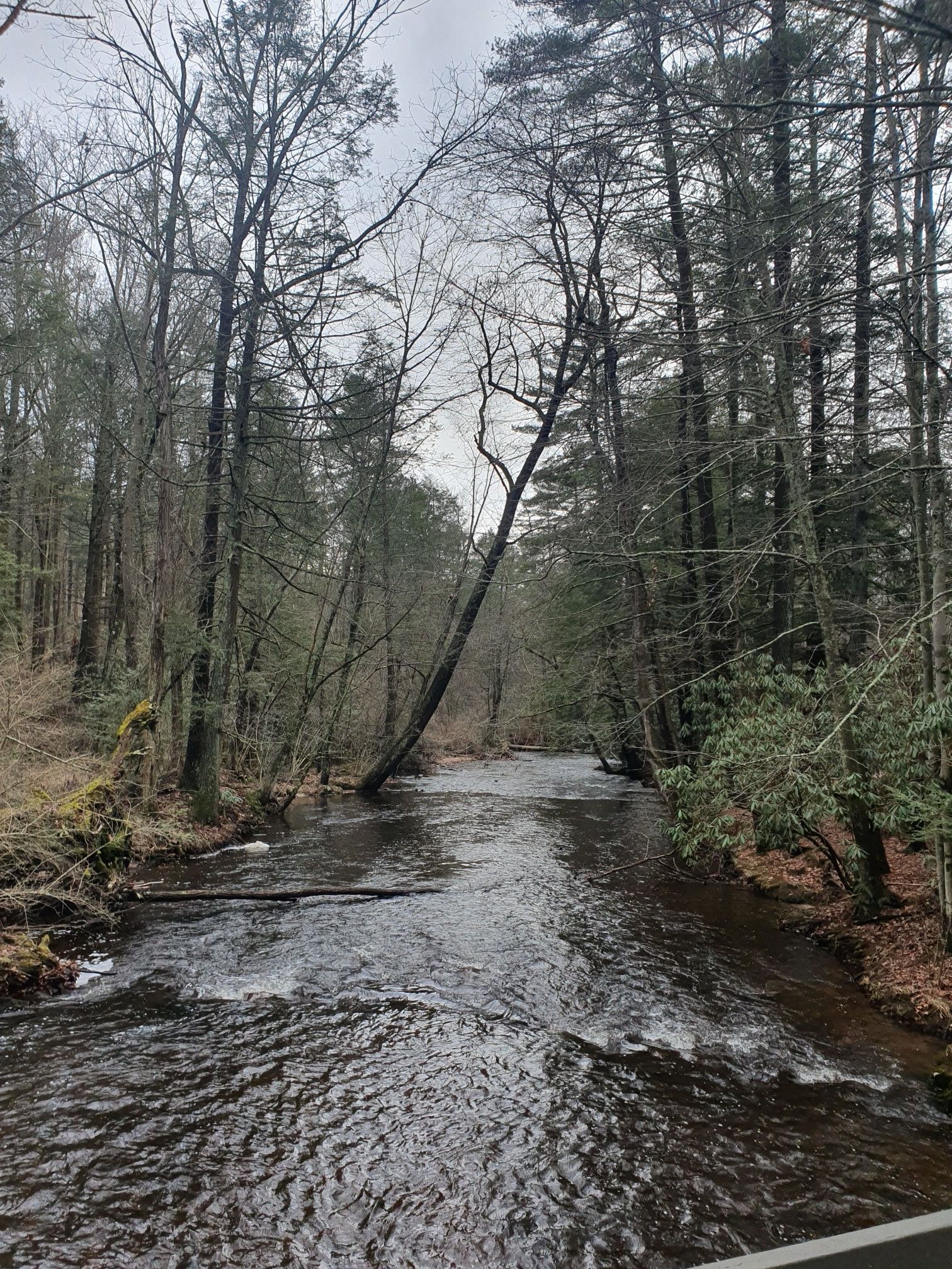 A wide river flows through a dense forest under an overcast sky. - Oak Shelter – Whispering Pine Nature Trail loop from Caledonia State Park