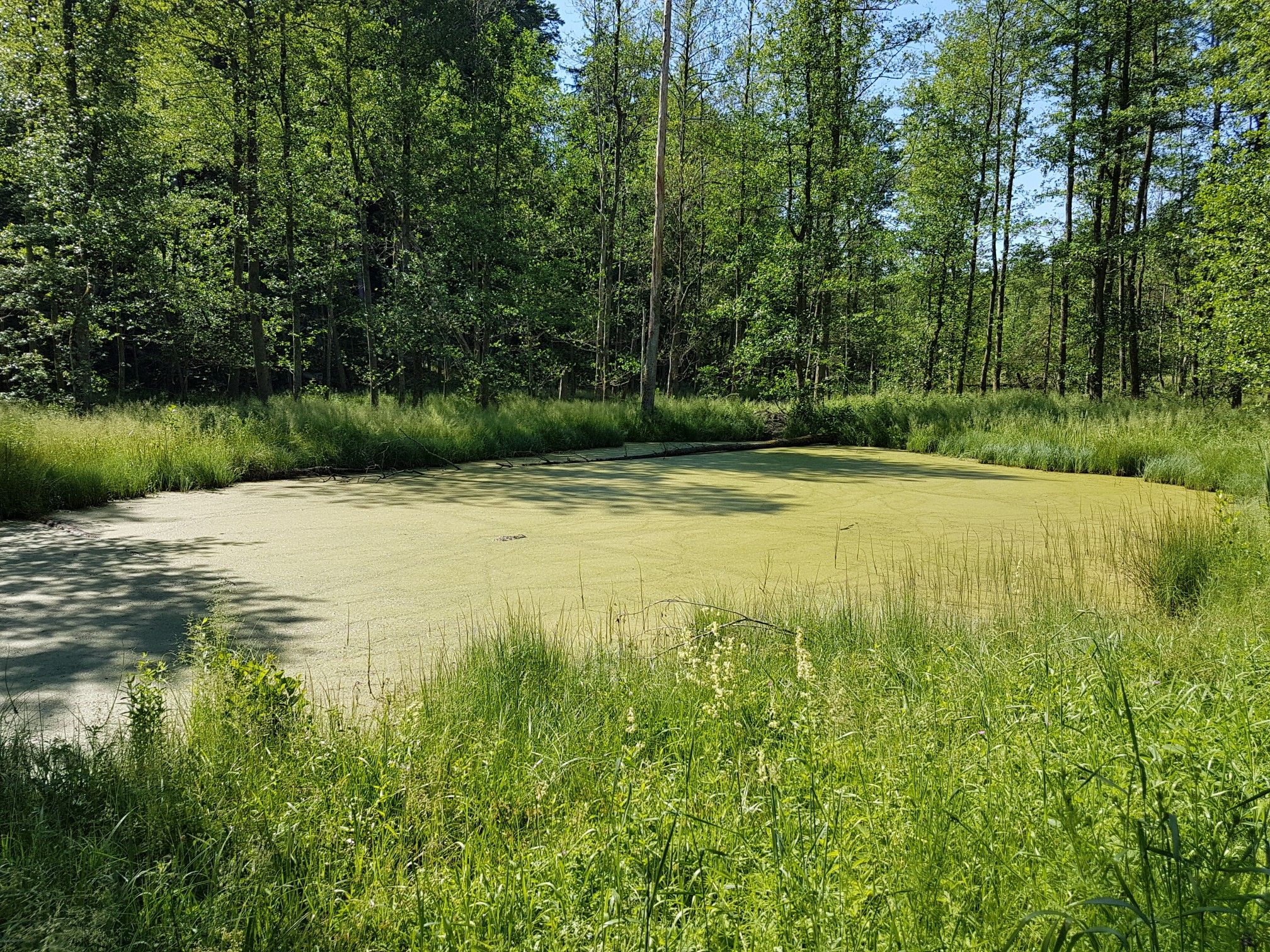 Ein Biotop bedeckt mit Wasserlinsen. Entengrütze ist essbar.