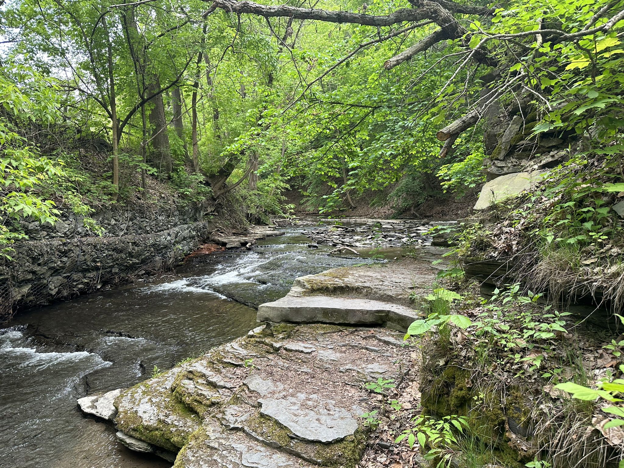 Clear stream flows over rocky ledges through a dense, green forest. - Cascadilla Gorge Trail – Triphammer Falls loop from Ithaca