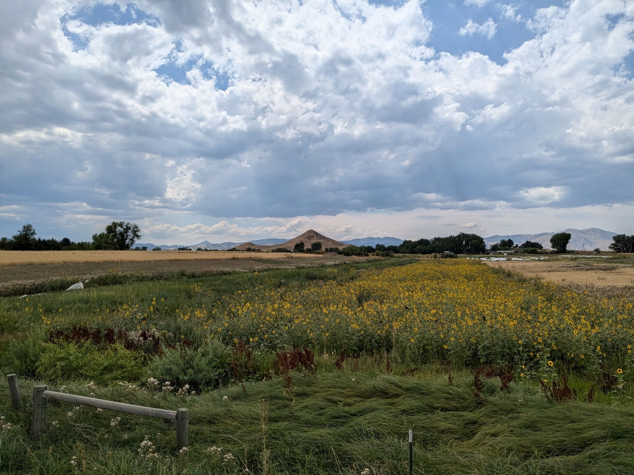 Vast field of yellow wildflowers under a cloudy sky, distant mountains. - The Mountain Fountain – Coot Lake Dock loop from Louisville