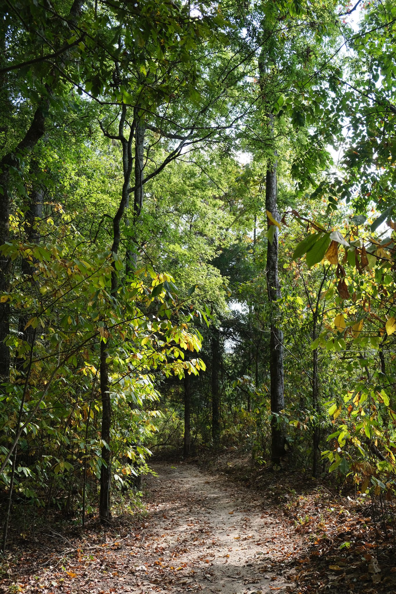 A sun-dappled forest path winds through dense green trees on a bright day. - Music Bend Nature Trail
