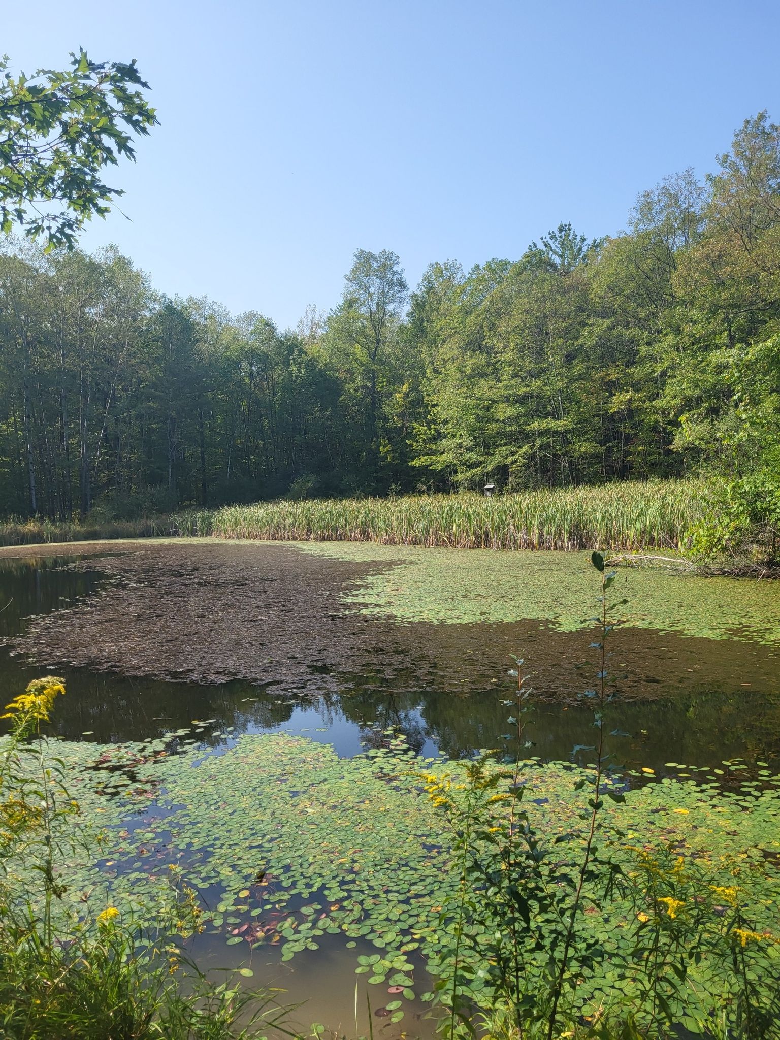 A pond with lily pads and reeds, surrounded by lush green forest. - Steege Hill Yellow Loop