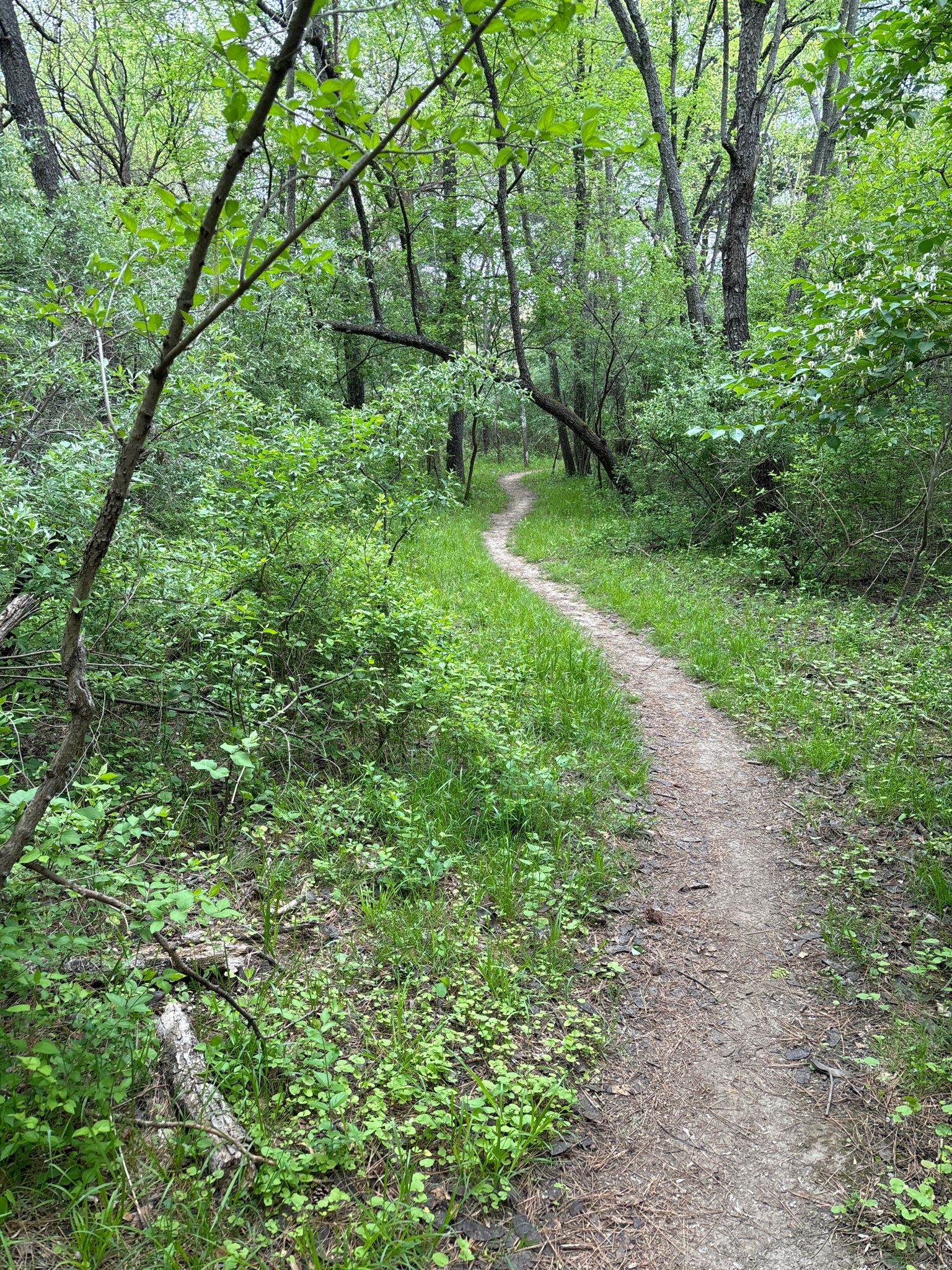 Winding dirt path through a lush green forest on a bright day. - Rock Ledges Loop