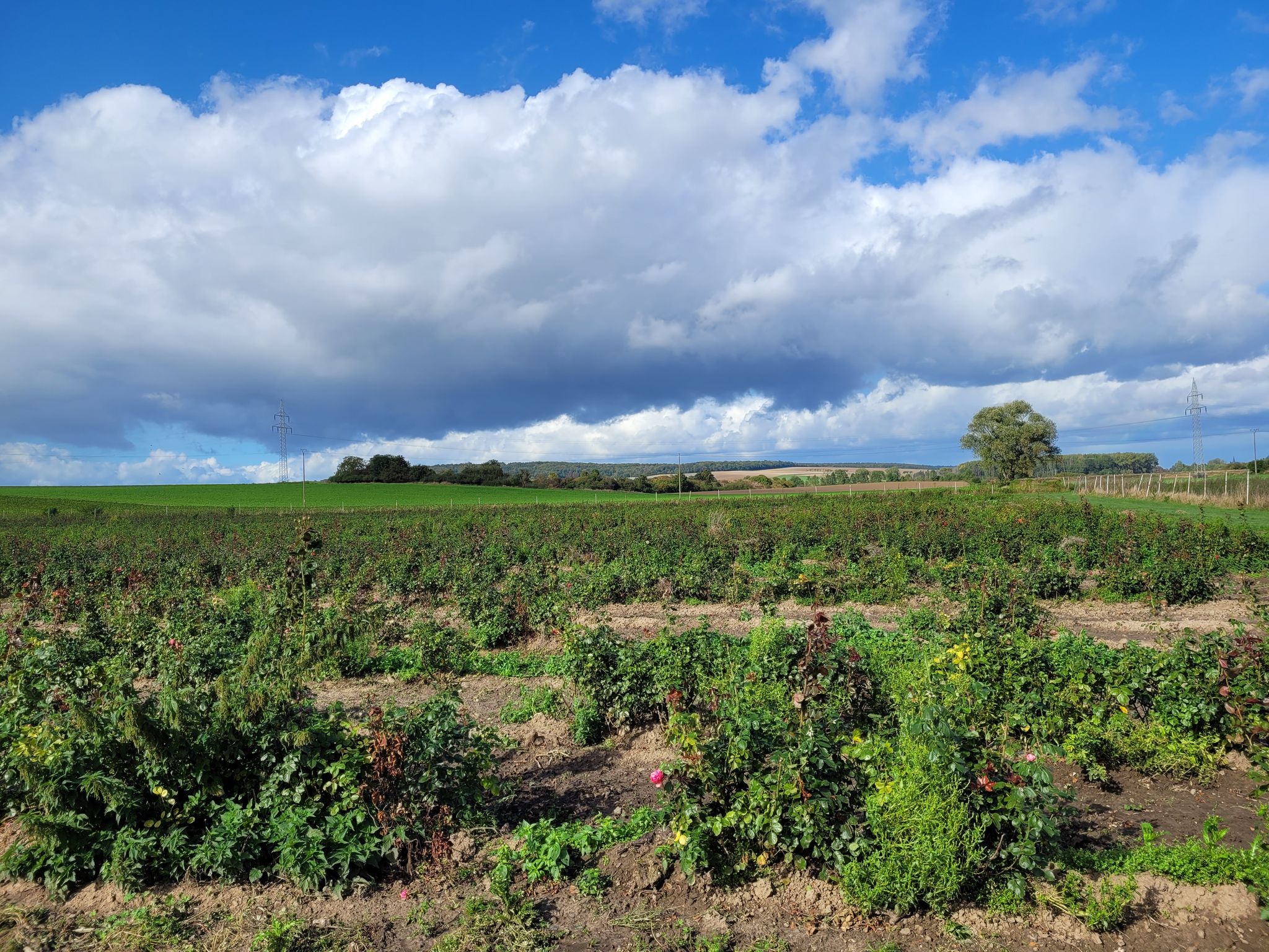 ein Feld mit Rosen