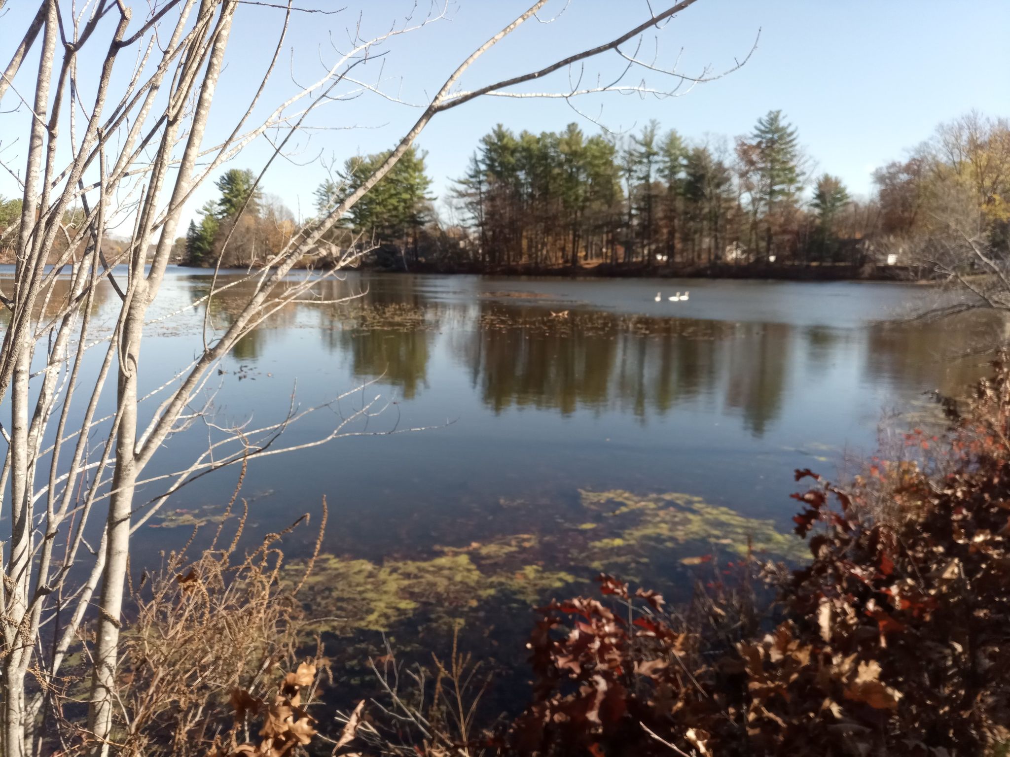 A lake with ducks, surrounded by bare trees and autumn foliage. - Concord Monument Square – Mill Pond loop from Bedford