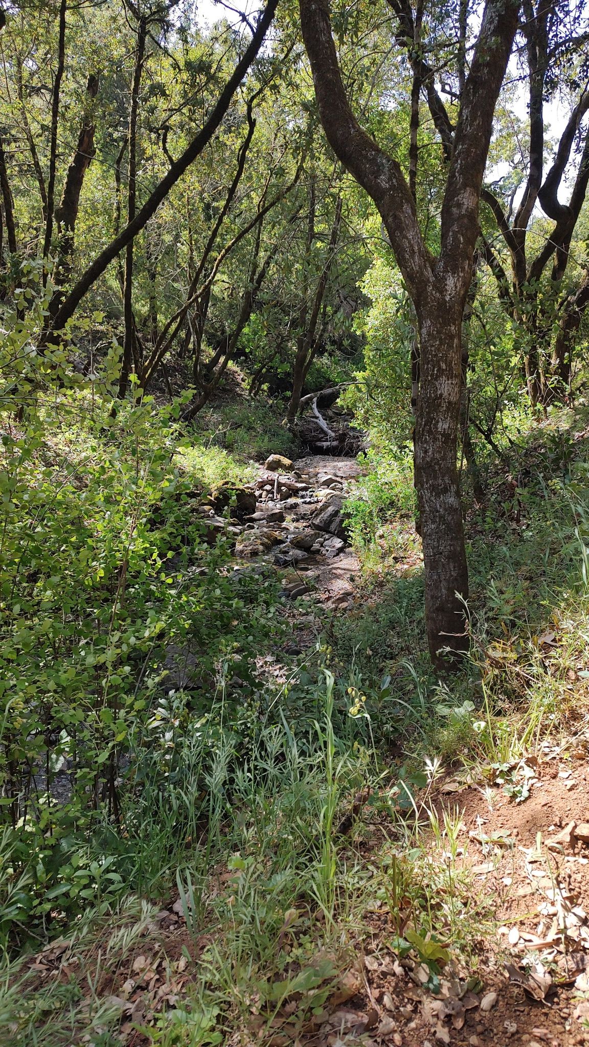 Rocky stream bed winding through a dense, sun-dappled forest. - Ridge Trail – Mount Madonna County Park loop from Mount Madonna County Park