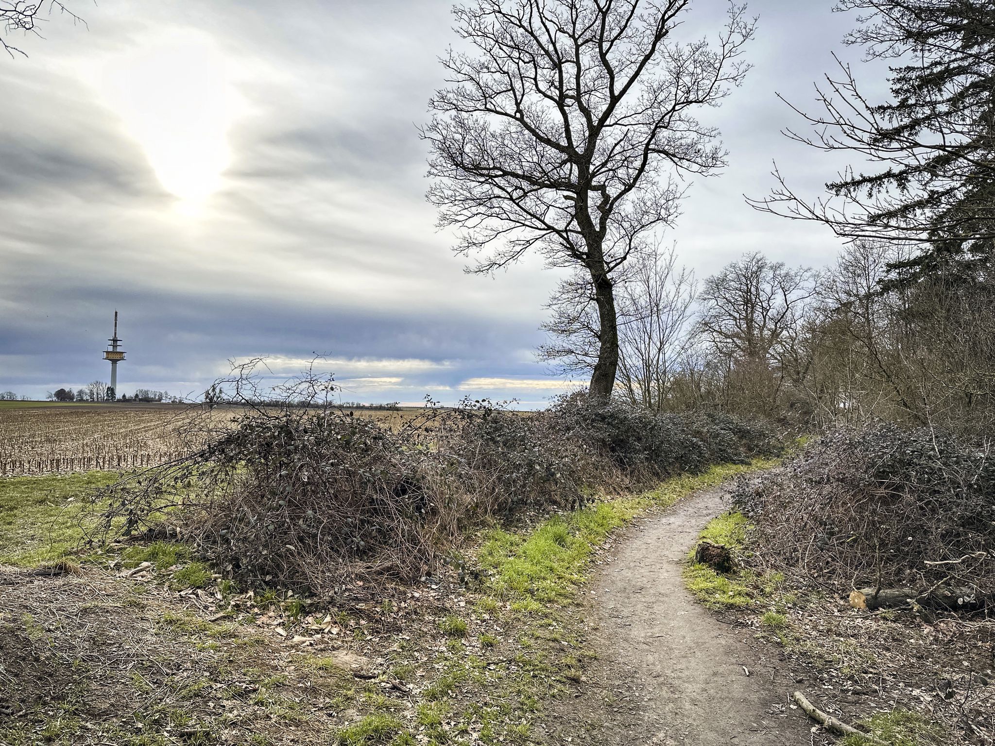 Netter Waldrandtrail mit Blick auf die Pfälzer Agrarwüste