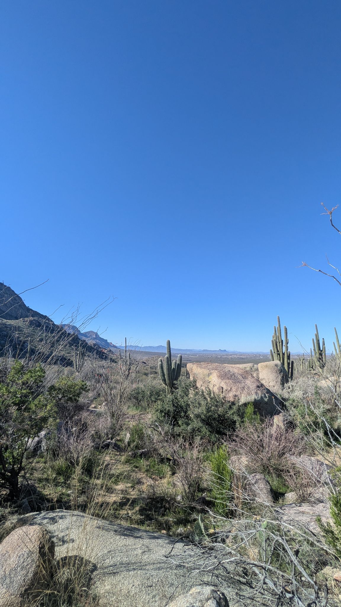 Expansive desert landscape under clear blue sky, featuring saguaro cacti. - Nature, Catalina, 50-Year and Bridle Trail Loop