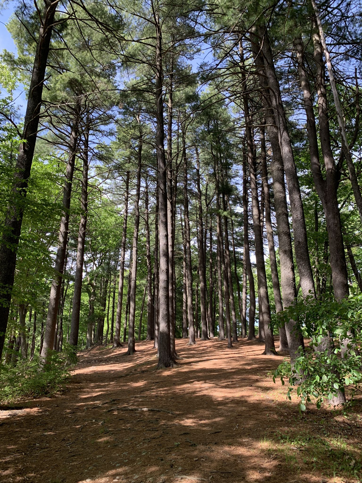 Sunlit forest path winding through tall pine trees on a bright day. - Upper Charles River Reservation loop via Flowed Meadow Conservation Area