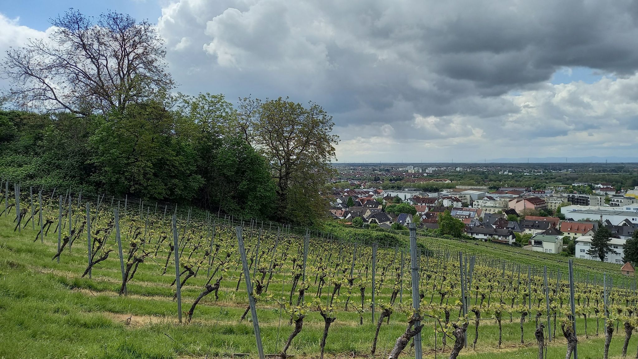 und hier nach Sandhausen