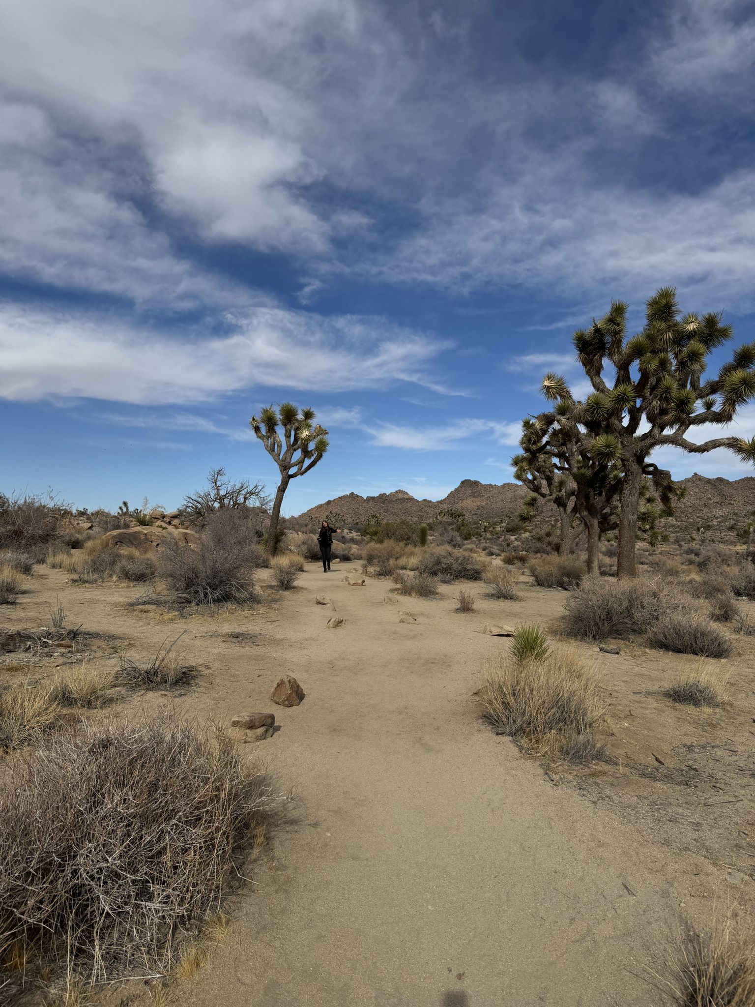 A person walks on a desert path between trees under a cloudy sky. - Samuelson's Rocks via Creosote Trail