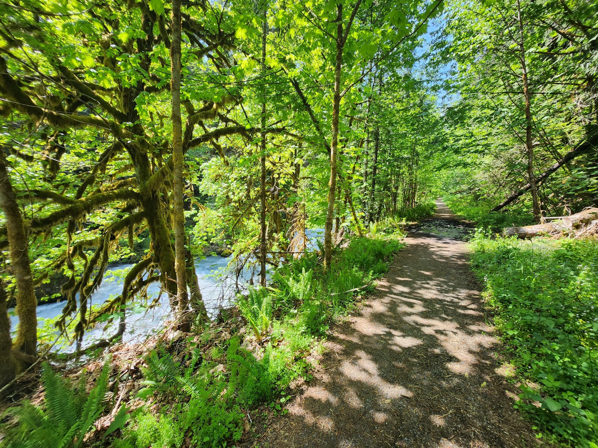Sunny forest path winds beside a blue river, surrounded by lush green trees. - Dosewallips River Road Trail