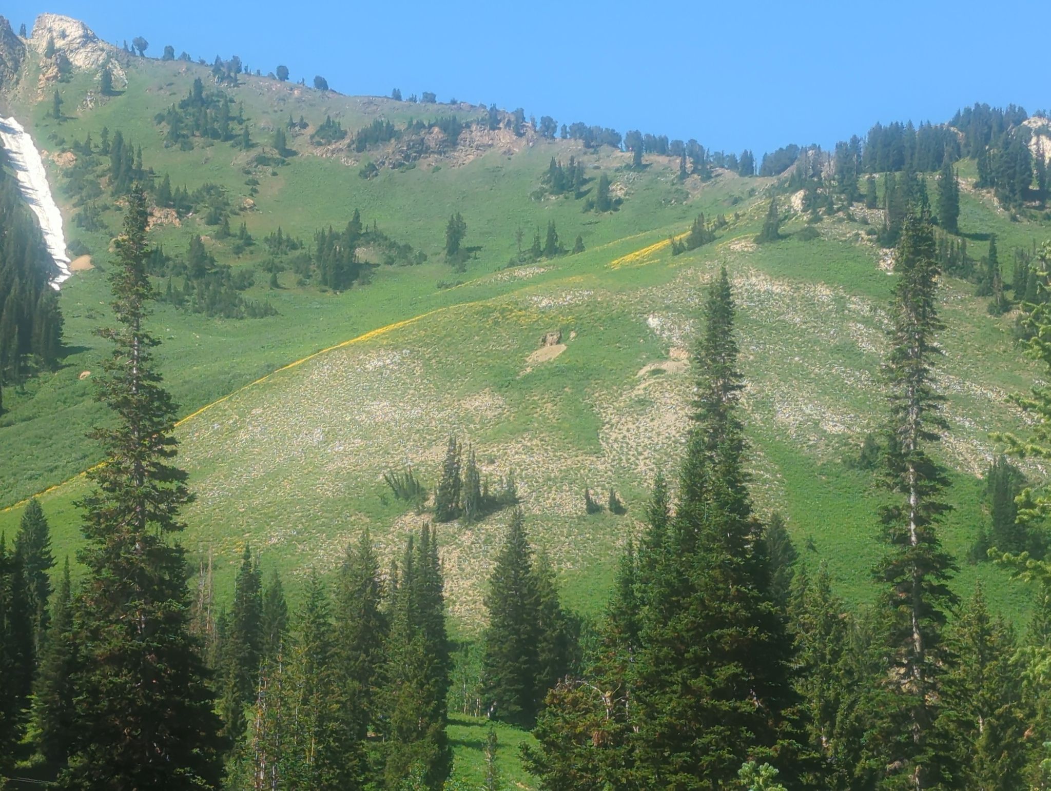 yellow river of flowers