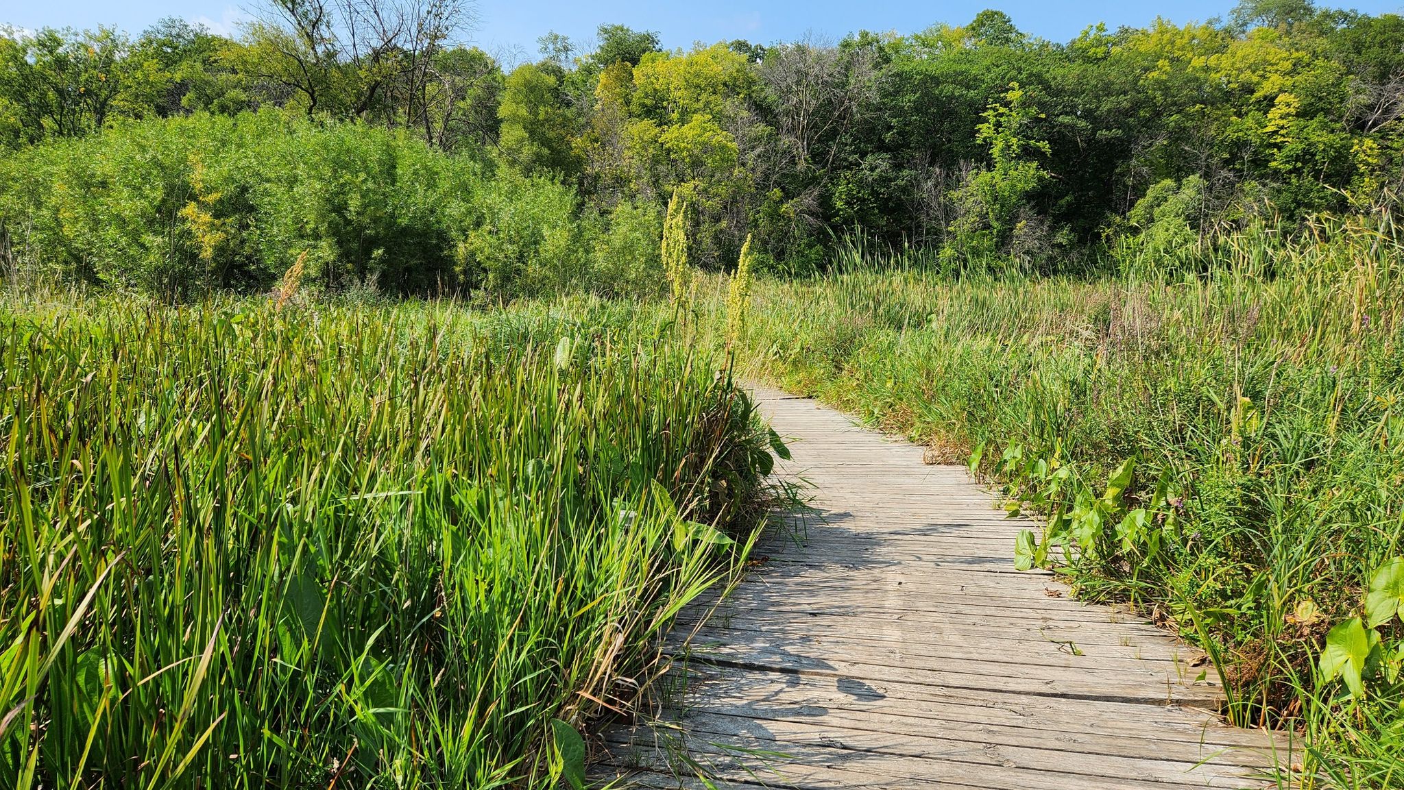 A wooden boardwalk path winds through tall green marsh grass on a sunny day. - Crosby Farm Upper Lake Loop