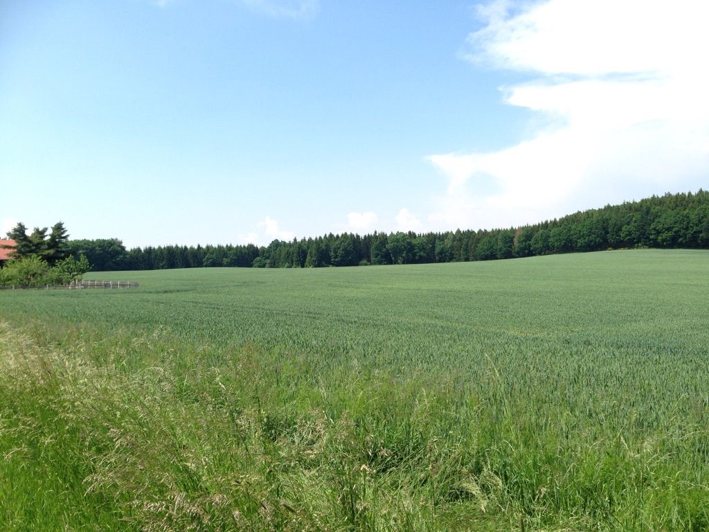 Roggenfeld 