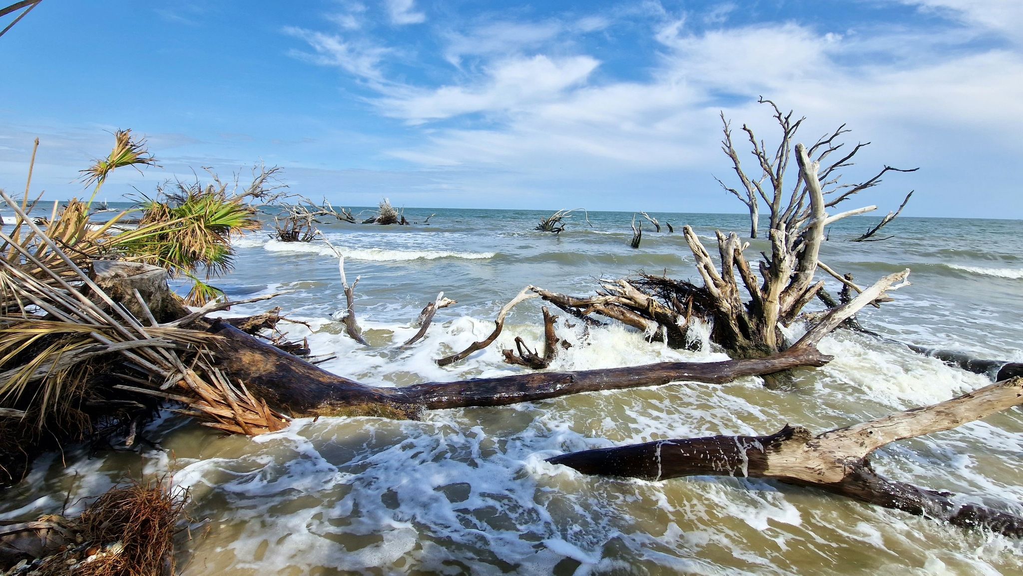 Driftwood and dead trees lie on a sandy beach with ocean waves crashing. - Botany Bay Beach Walk