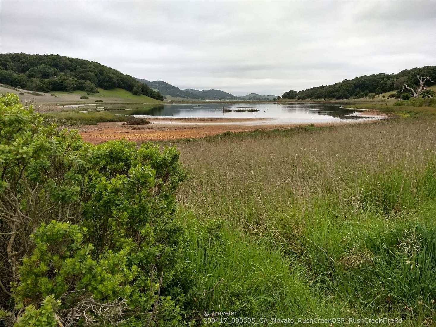 Wide view of a calm lake surrounded by marshland and wooded hills. - Pinheiro Fire Road Trailhead loop from Novato Downtown