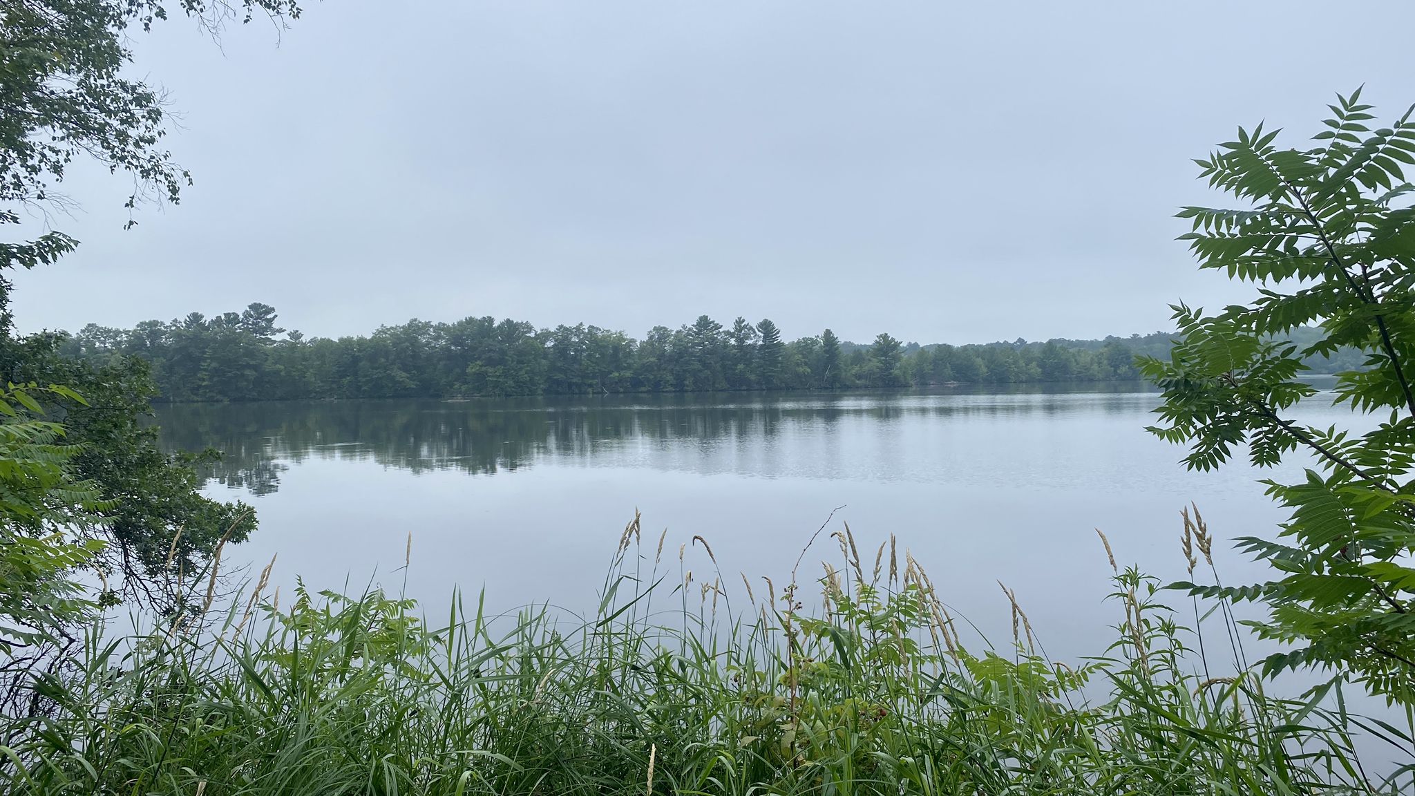 Calm lake reflecting trees under an overcast sky, tall grass in foreground. - Old Abe State Trail: Jim Falls to Cornell