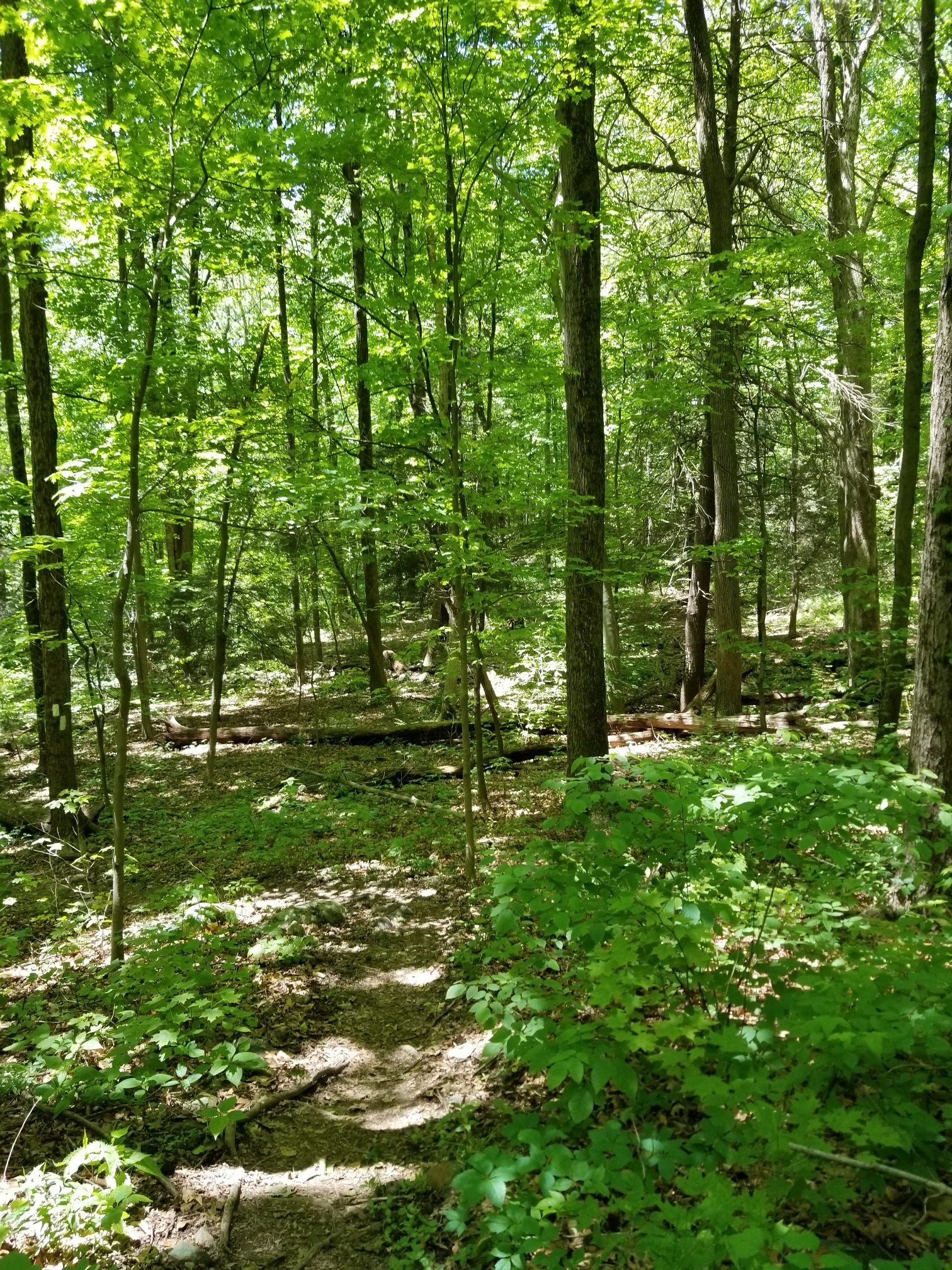 A sun-dappled dirt path winds through a dense, vibrant green forest. - William Hoeferlin, Old Wawayanda, Iron Mountain, and Black Eagle Loop