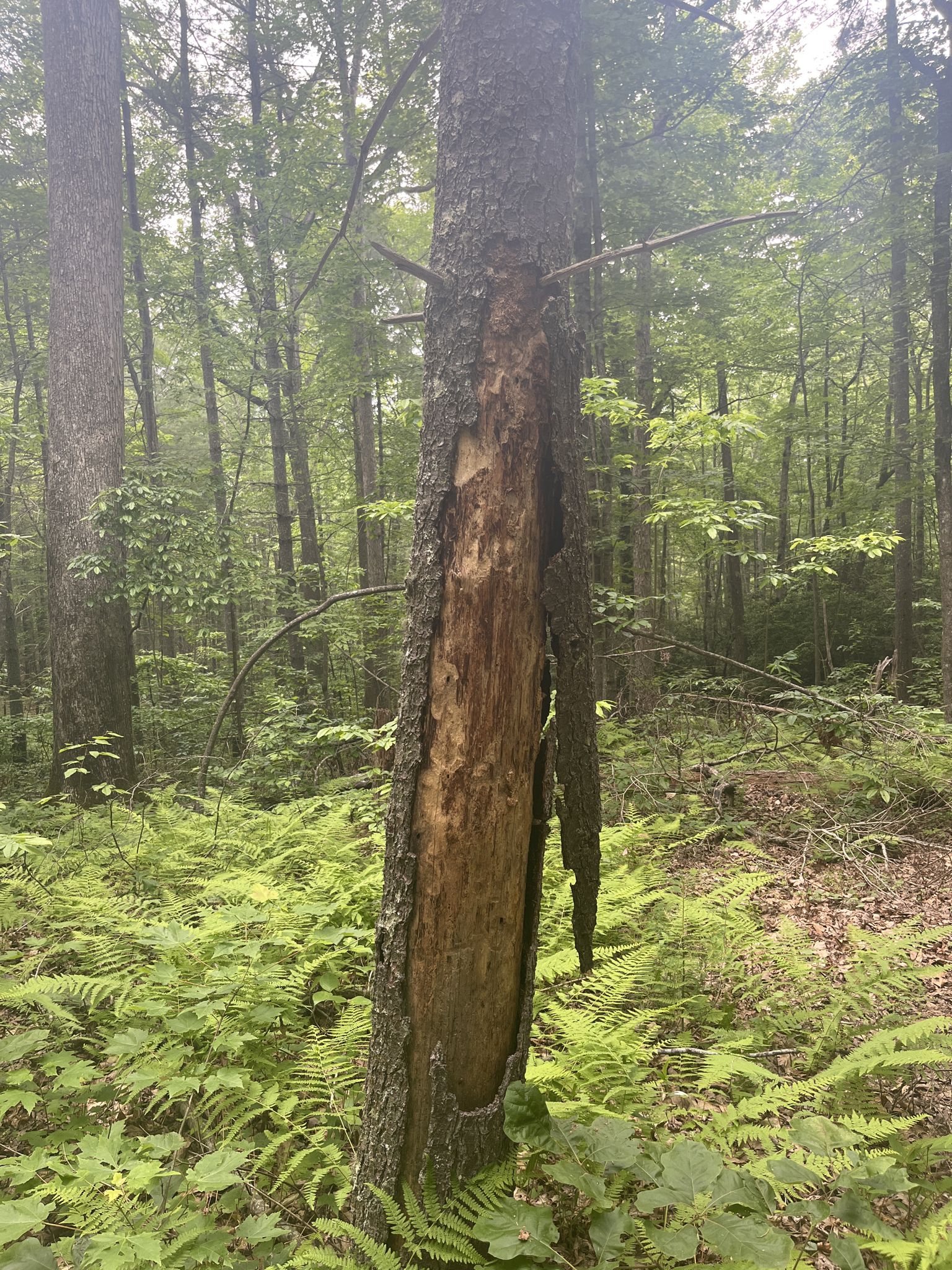 Tree trunk with exposed wood in a dense, fern-covered forest under overcast light. - Explorer Loop Trail