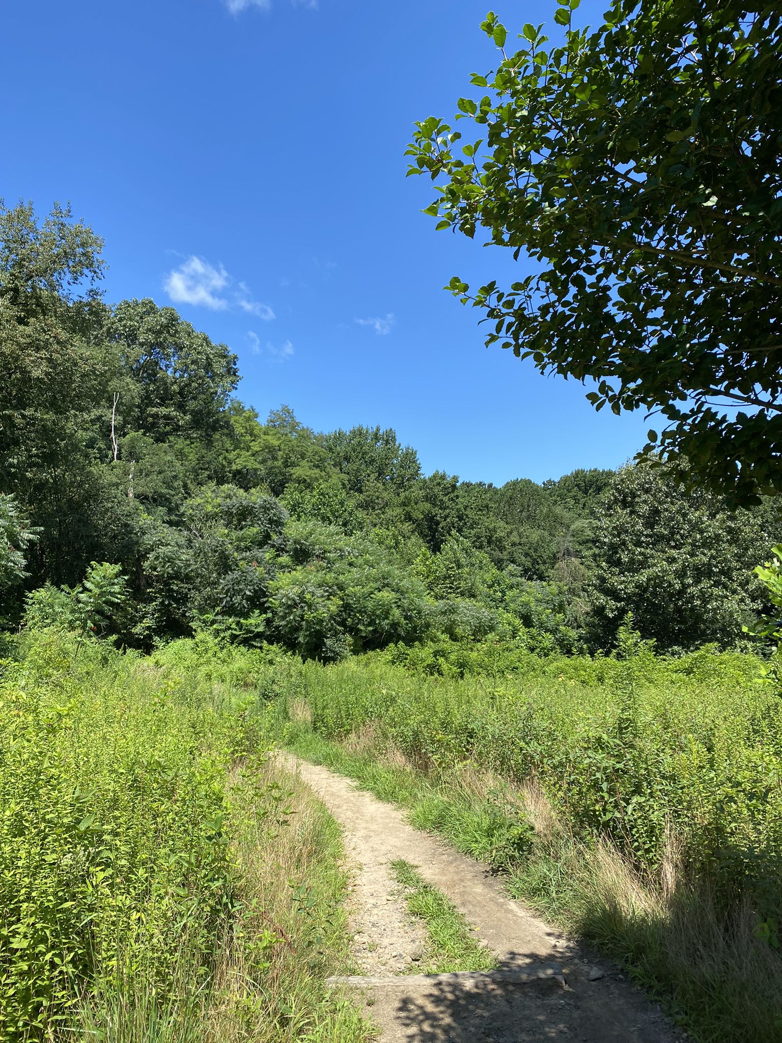 A dirt path leads through a vibrant green meadow towards a distant forest. - Wissahickon Creek Waterfall – Teedyuscung Statue loop from Springfield Township