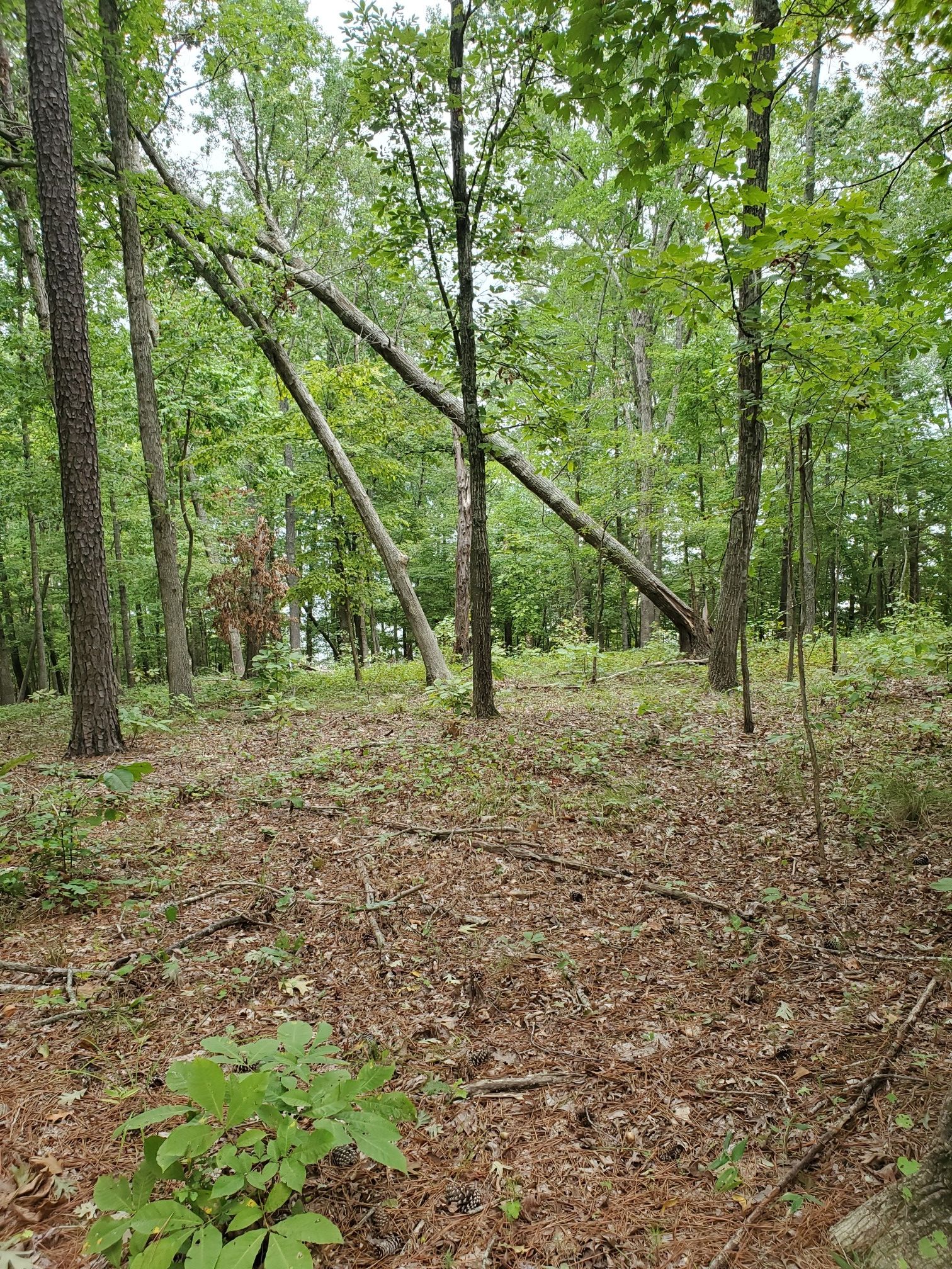 A forest scene with several fallen trees leaning against others, leafy ground. - Hiking loop from Rolling View Recreation Area