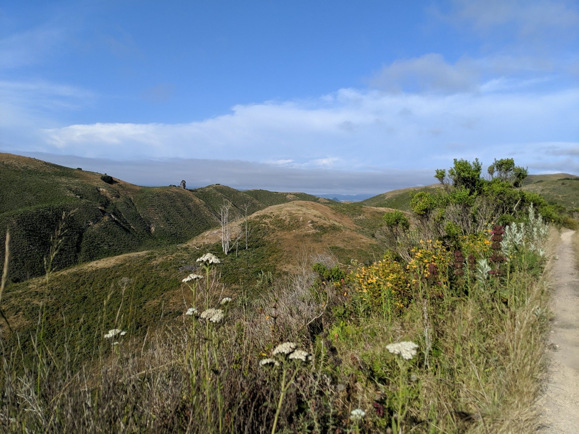 Rolling green hills with a dirt path and wildflowers under a bright sky. - Islay Creek Hazard Peak Loop Trail