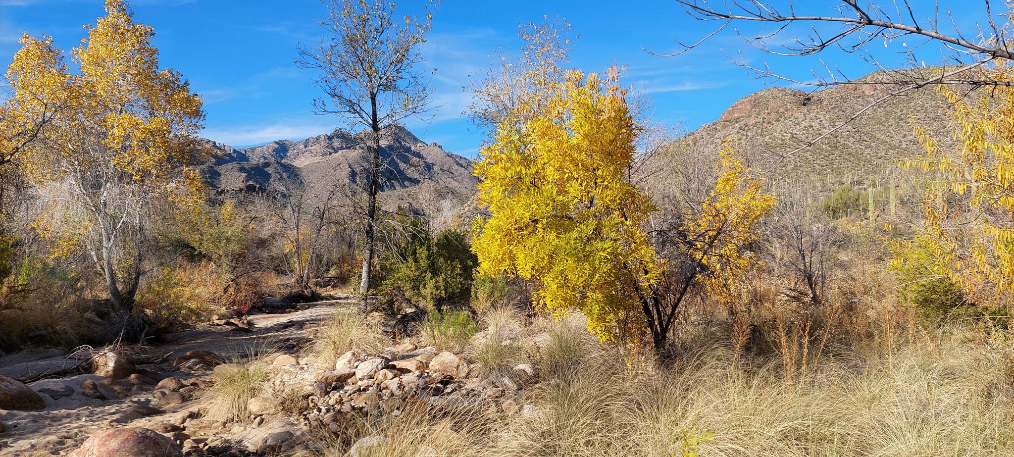 Bright yellow autumn trees in a desert wash with mountains in the background. - Sabino Falls – Sabino Canyon Creek Crossing loop from Ventana Shadows