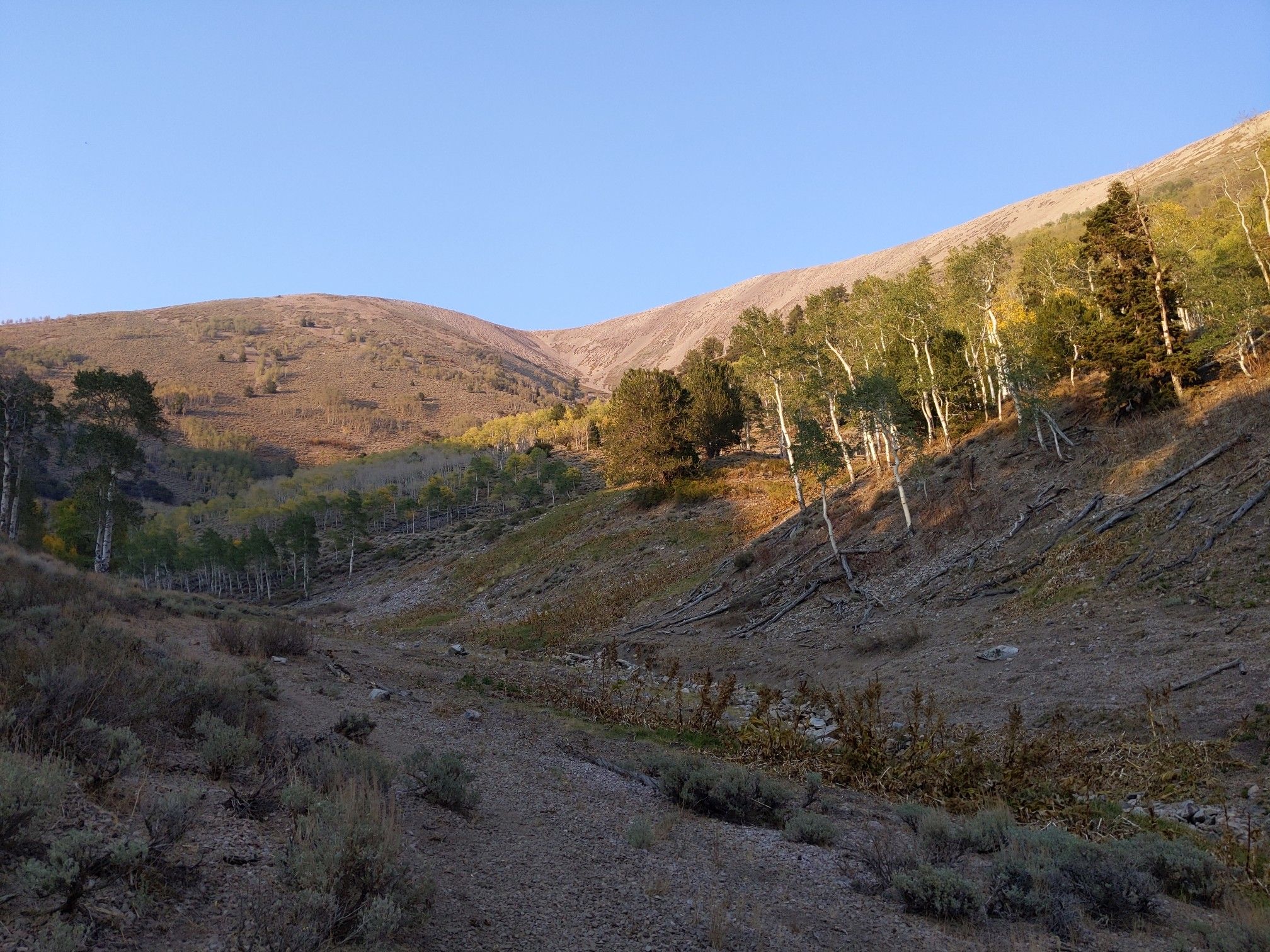 Steep mountain valley with scattered trees and dry brush under golden light. - North Schell Peak Trail
