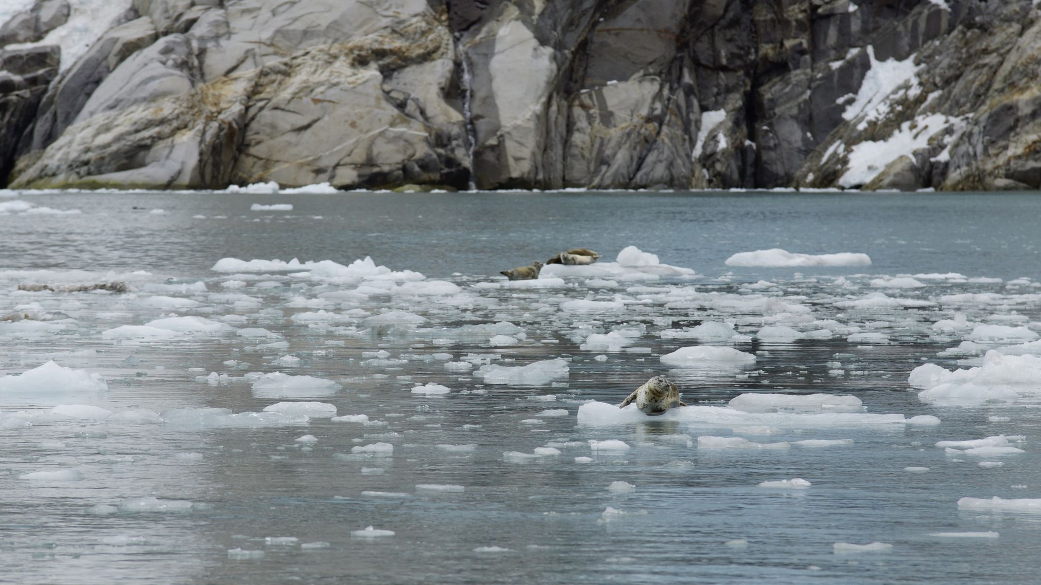 Seals resting on ice floes in cold water with a rocky cliff background. - Seward Waterfront Shore Path
