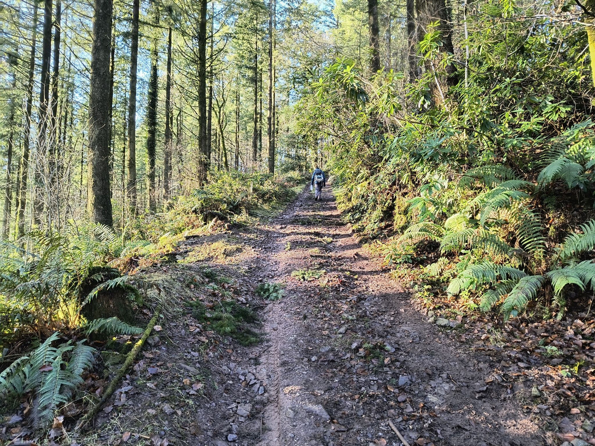 Gourte Wood