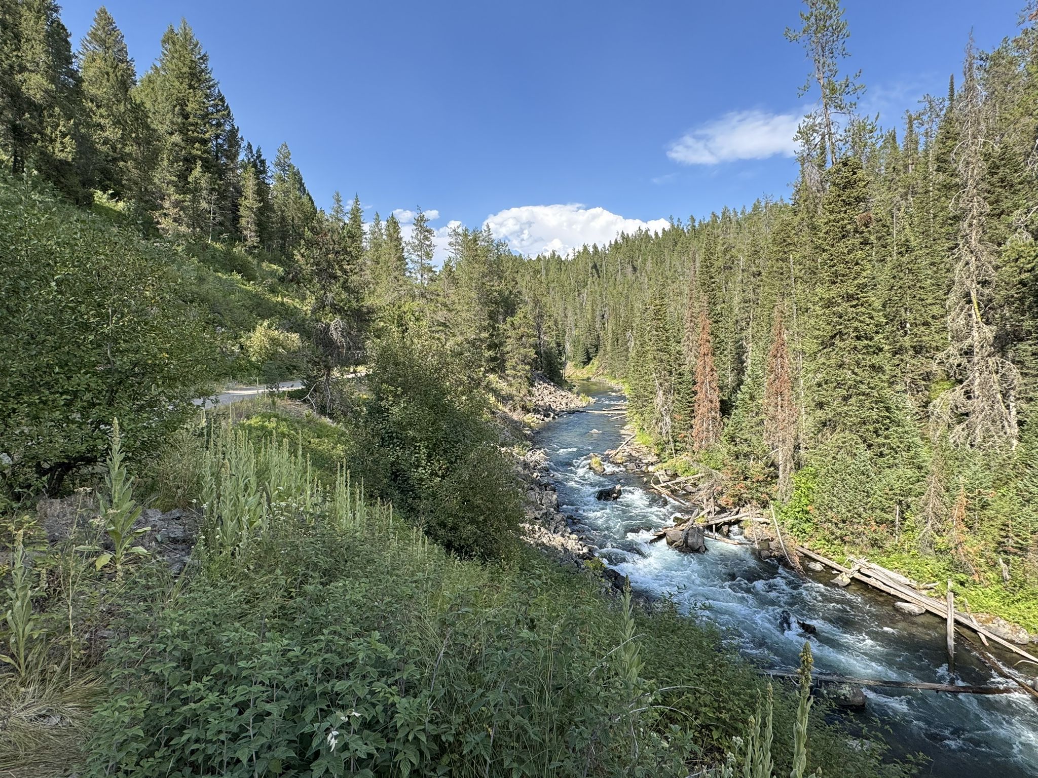 Rushing river winding through a deep green forest canyon, bright sky. - Tunnel on trail loop from Pit Toilet