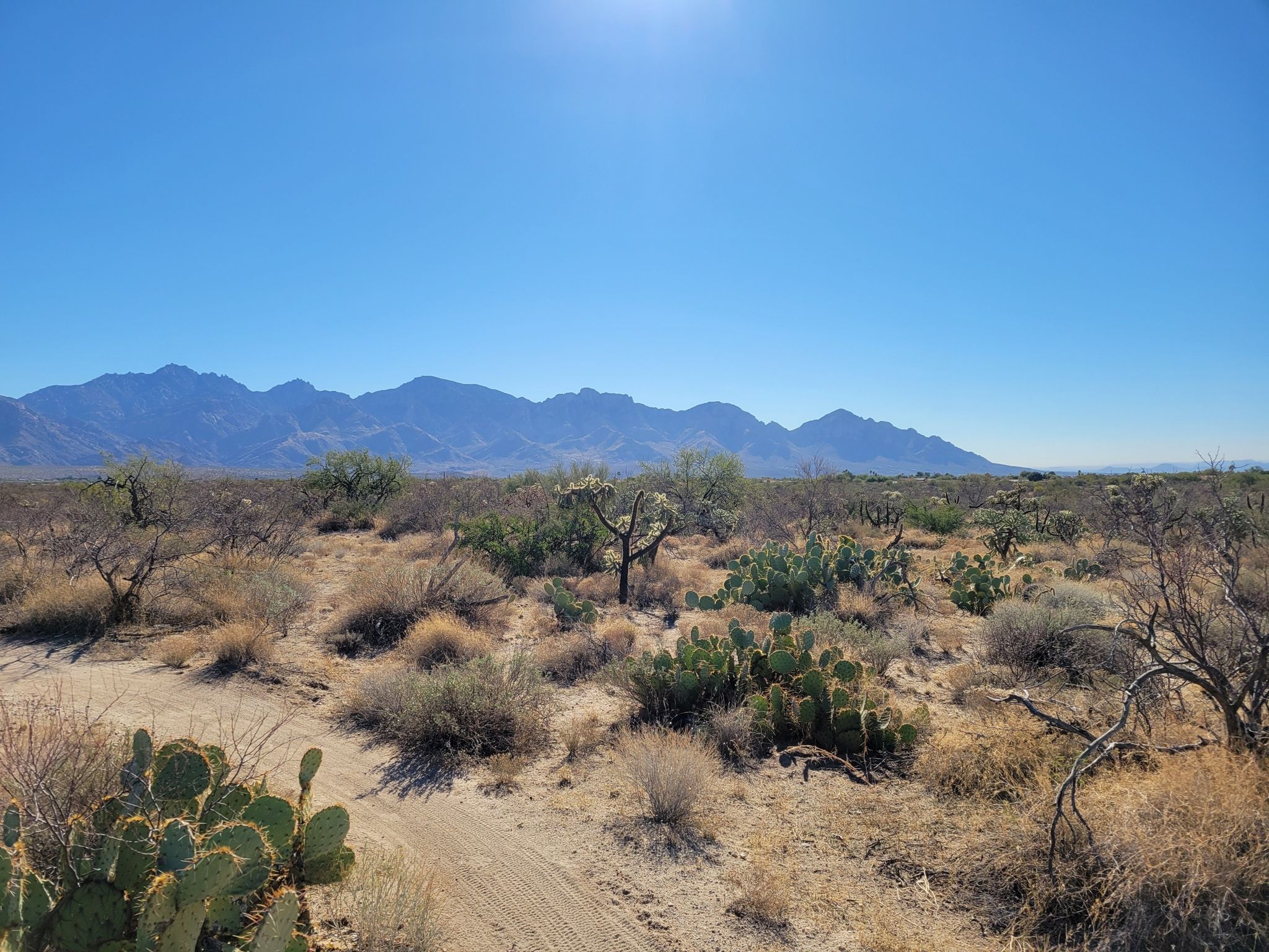 Expansive desert with cacti, brush, and mountains under a bright sunny sky. - Flowering Choya loop from Honey Bee Biological Corridor