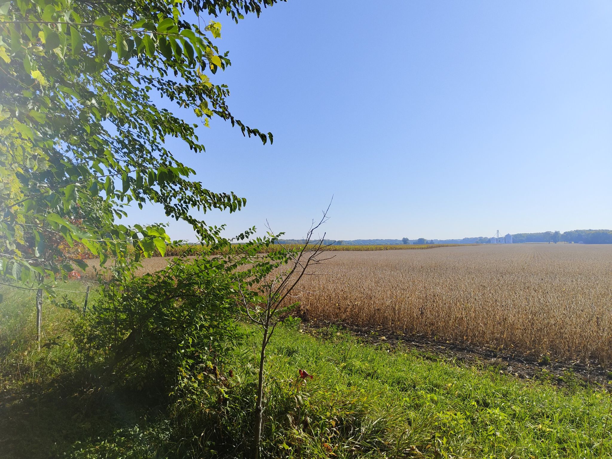 Expansive golden crop field under a clear blue sky, green foreground. - Wabash Heritage Trail