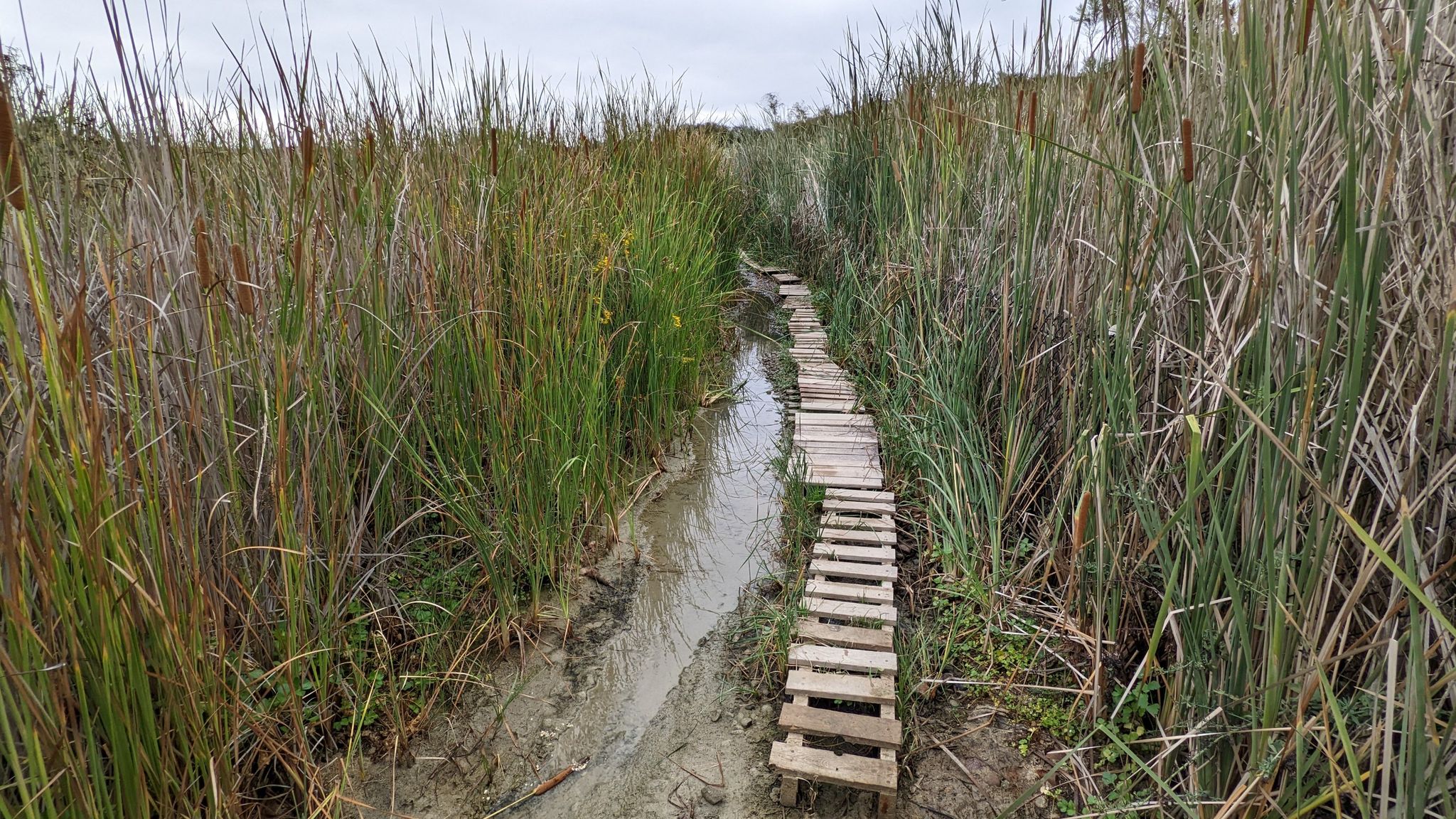 A wooden boardwalk crosses muddy water through tall, dense reeds under an overcast sky. - Cypress Hill Flag Trail