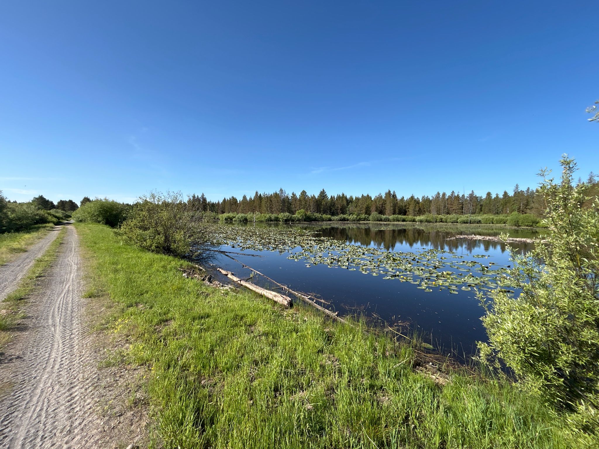 Dirt path beside a calm lake with lily pads, under a clear blue sky. - Great Divide Mountain Bike Route: Big Springs Loop