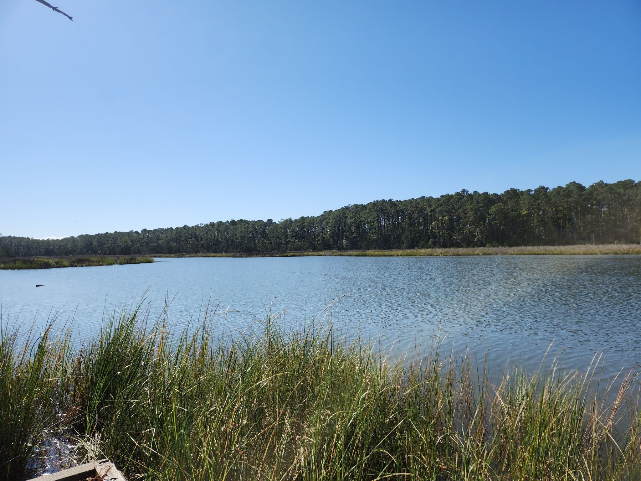 Calm water with marsh grass in foreground, dense forest under clear blue sky. - Belle Isle Park Trail