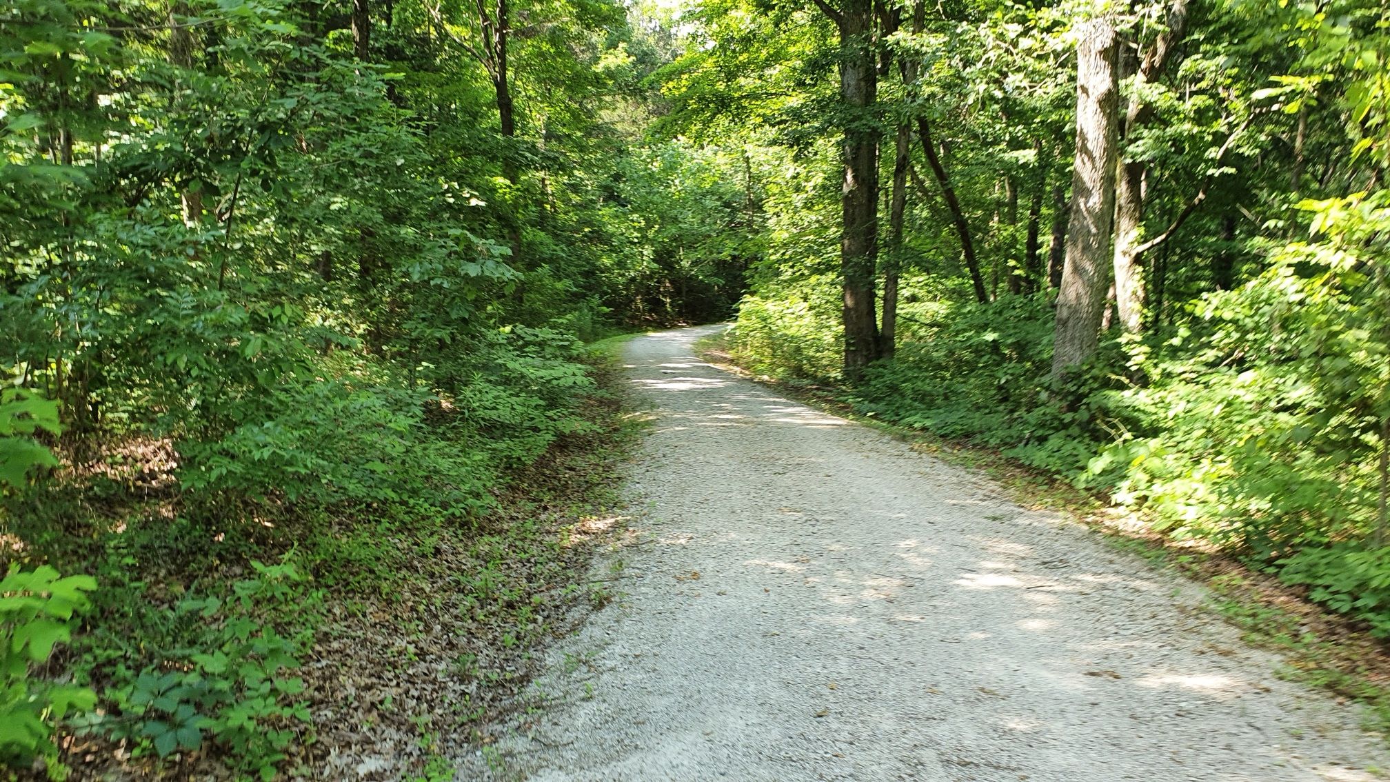 A sunlit gravel path winds through a dense green forest. - Mammoth Cave Railroad Bike & Hike Trail