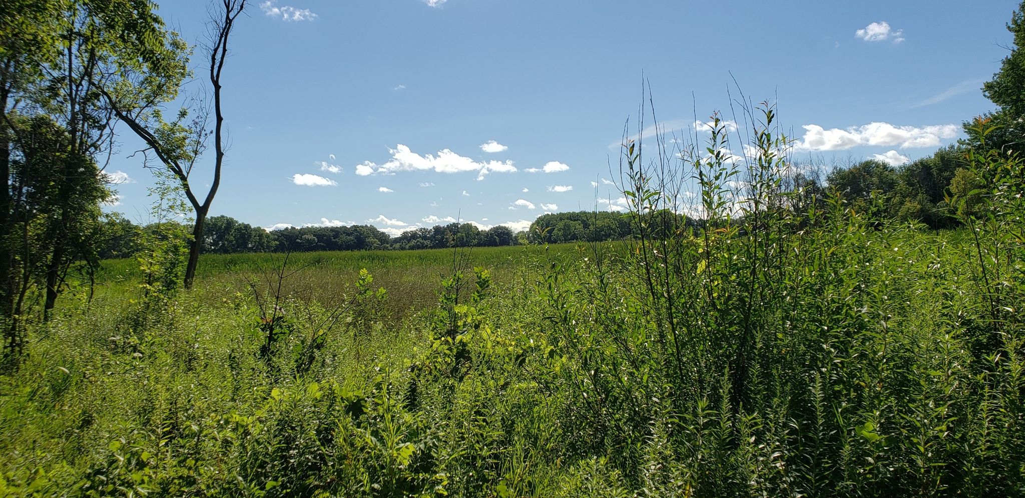 Vast green field under a bright blue sky with distant trees. - Fox River Trail Loop