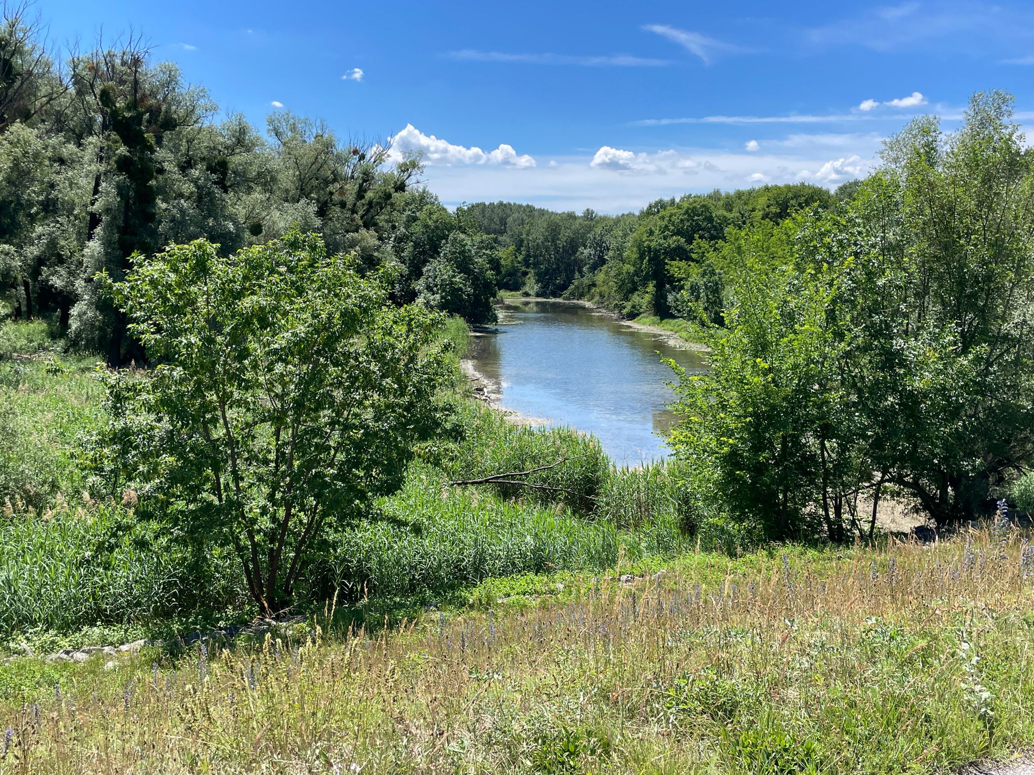 Einer von vielen Altarmen der Donau im Naturschutzgebiet