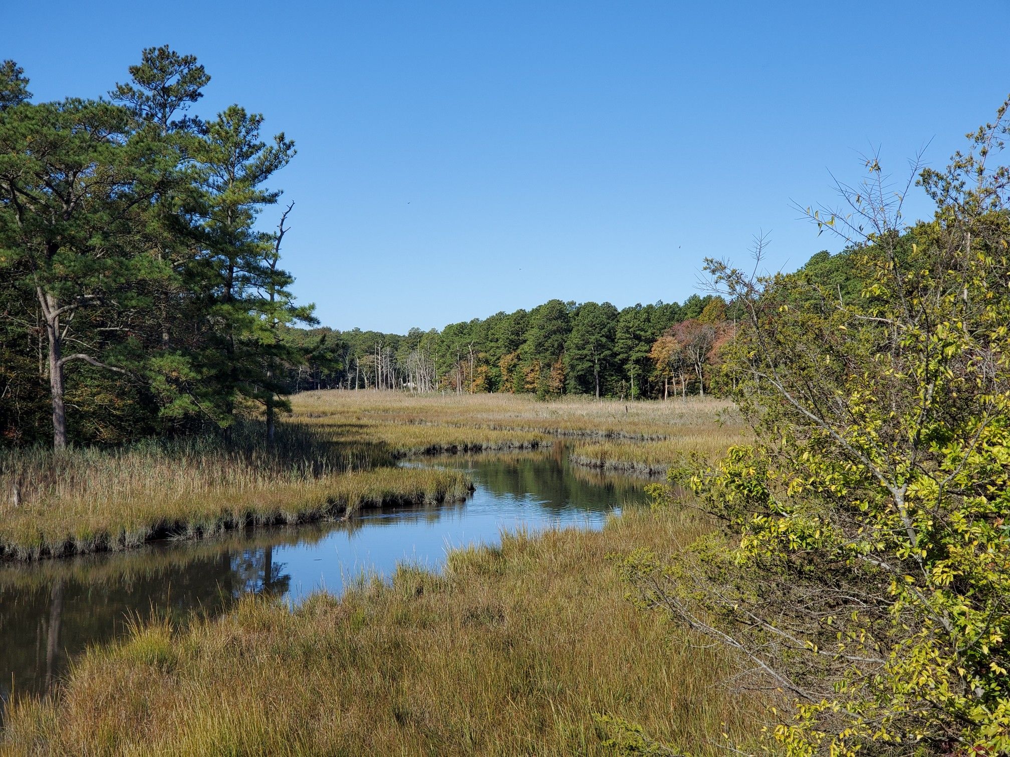 A winding river through marsh grass and green trees under a clear blue sky. - Delaware Bicycle Route 1 and Georgetown-Lewes Trail Loop