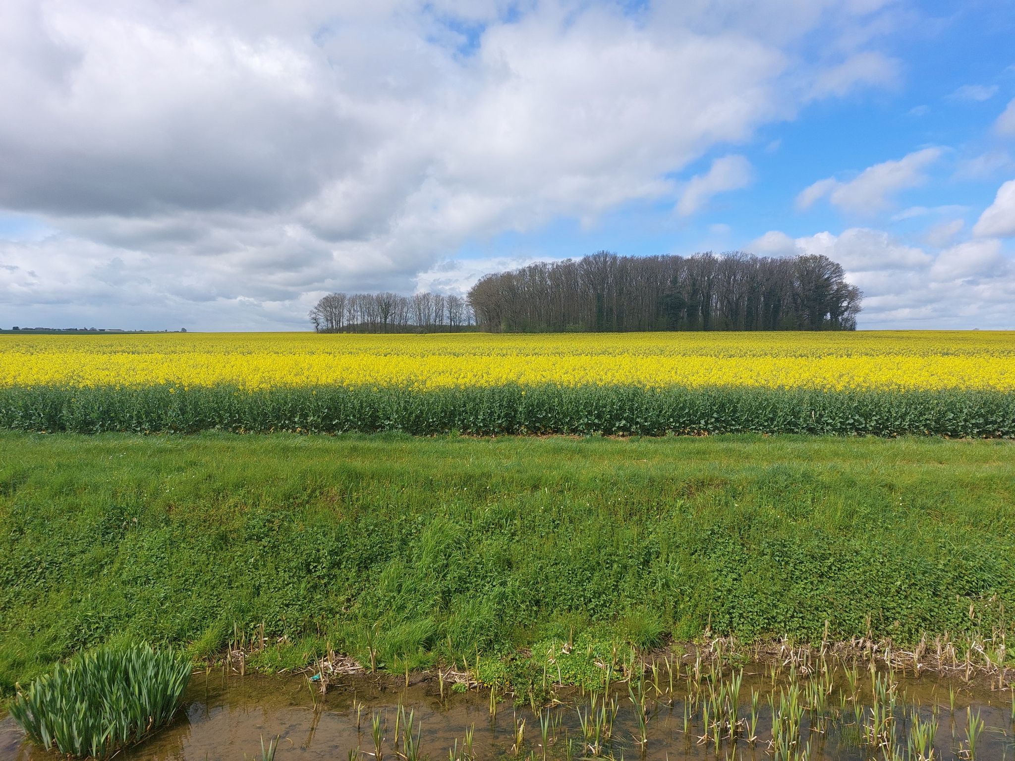Lijnzaad