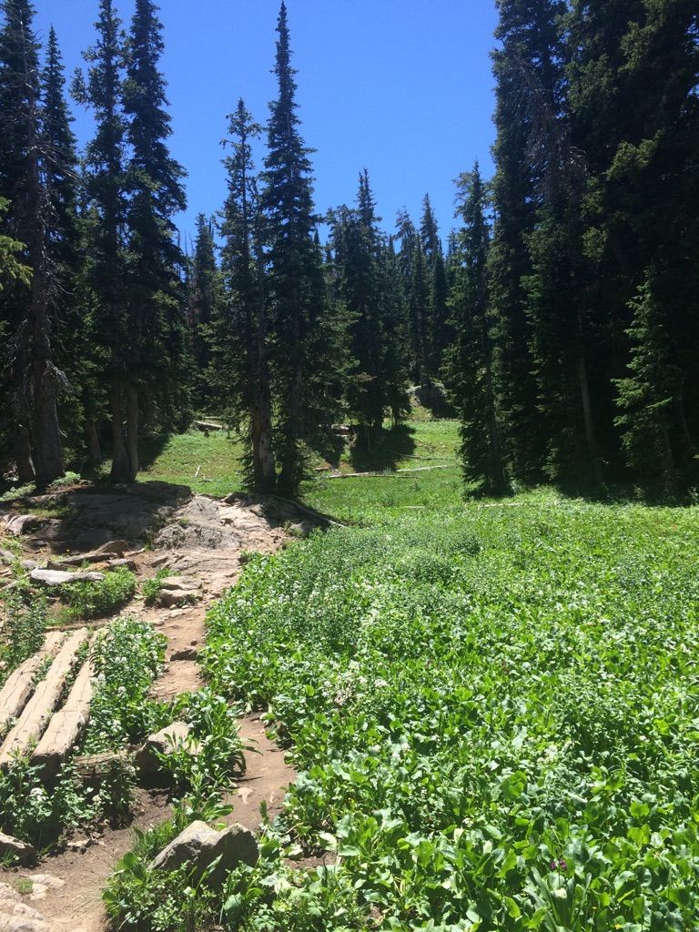 A dirt path leads into a sunny green meadow surrounded by tall pine trees. - Upper Diamond Lake Trail