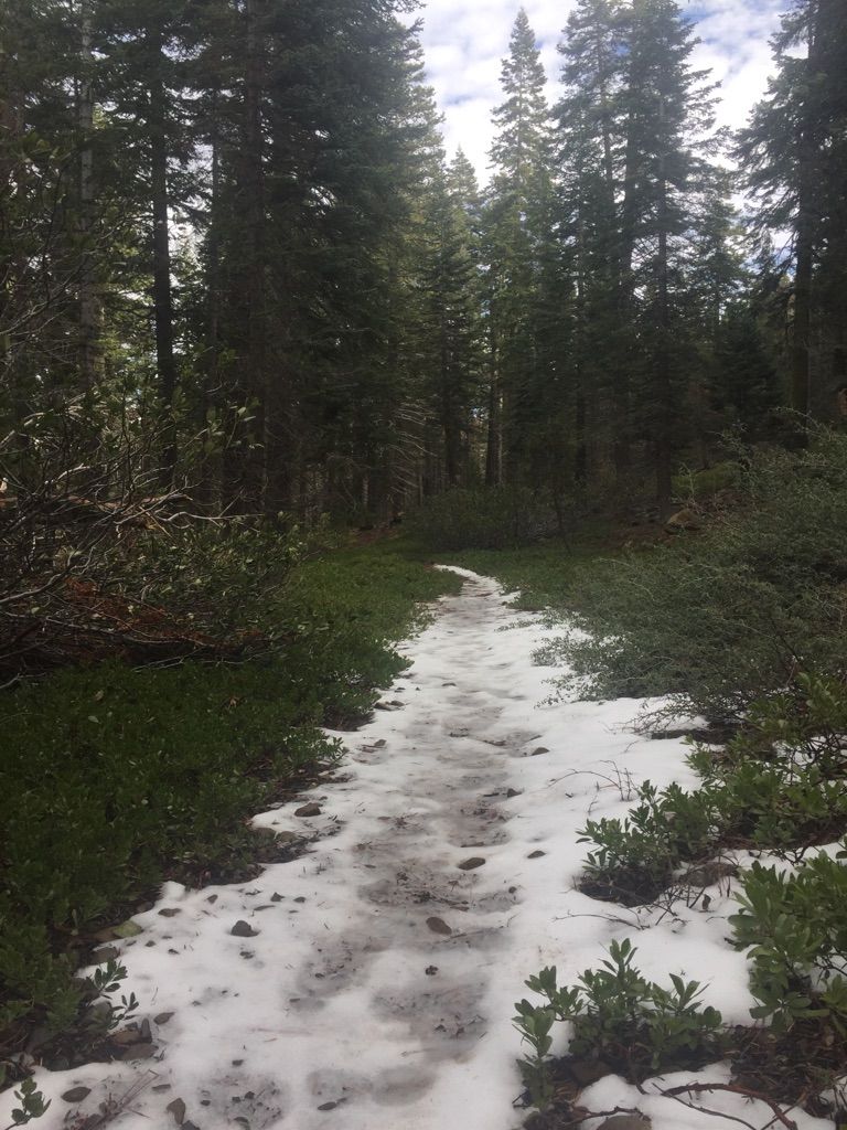 A snowy path winds through a dense, green forest under diffused light. - Stanford Rock – West Shore Trail loop from Sunnyside