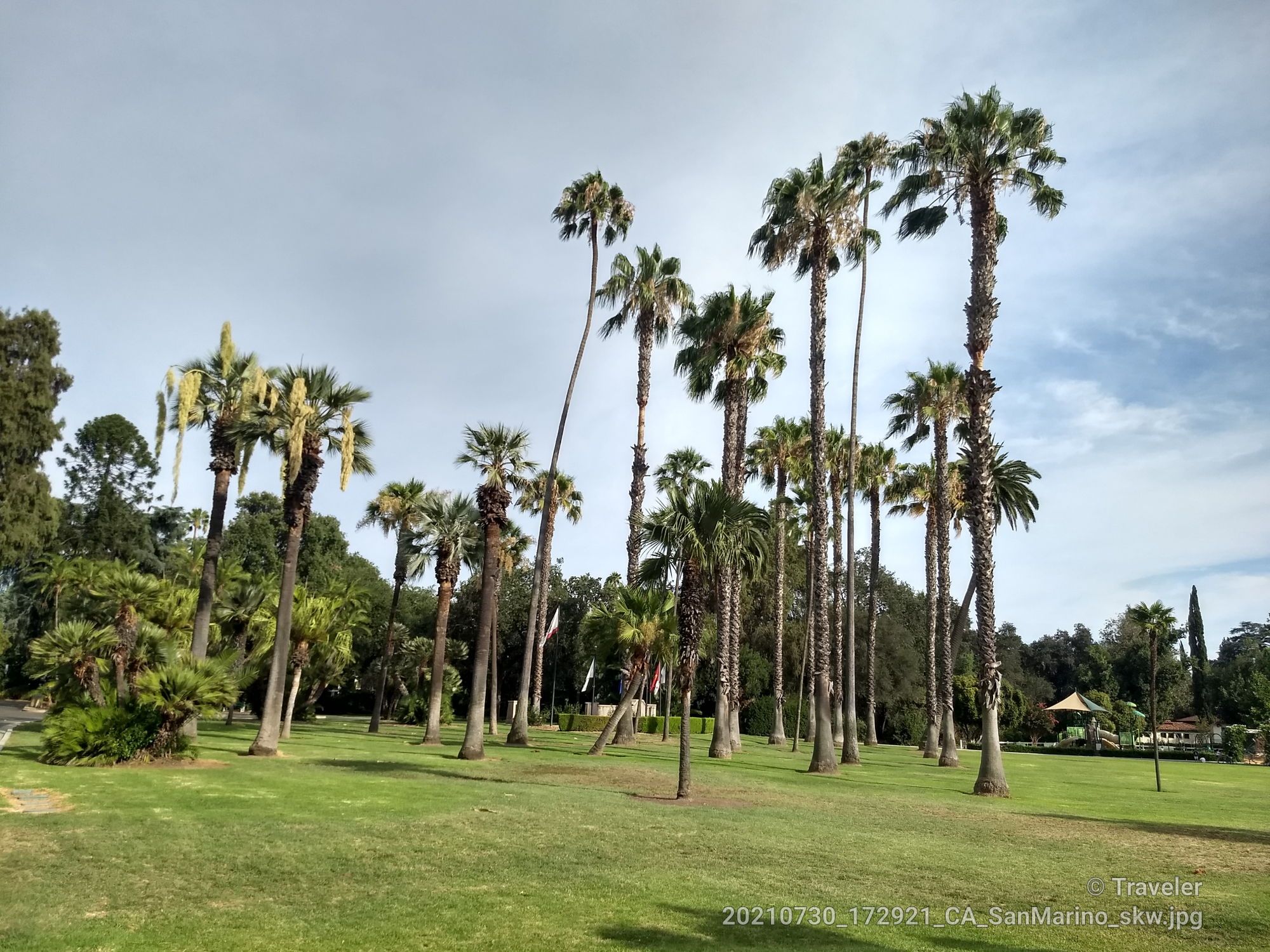 Numerous tall palm trees stand in a bright, grassy field under a cloudy sky. - Lacy Park Loop