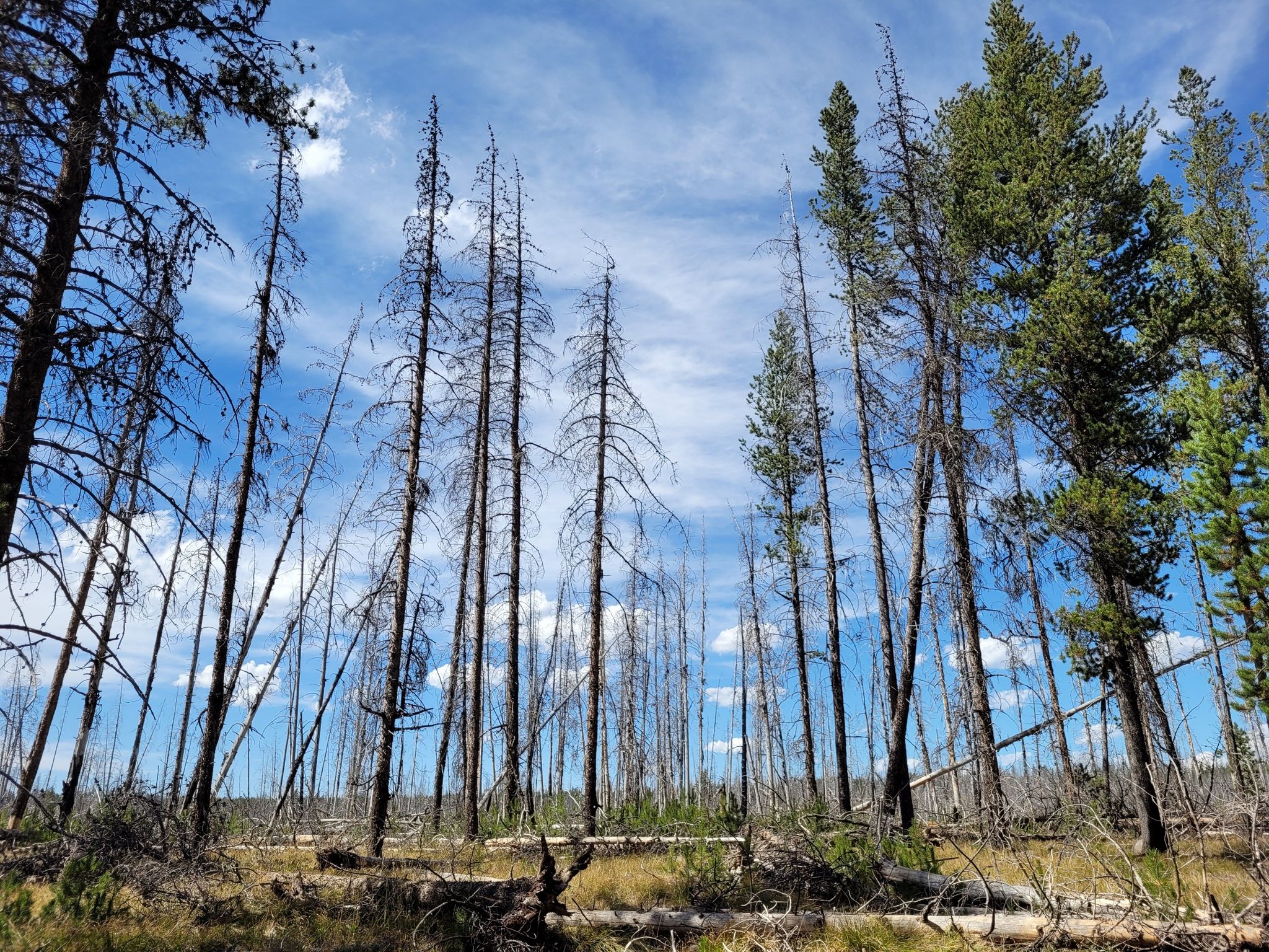 Tall, bare trees and some green pines stand under a bright blue sky. - Flagg Canyon Trail