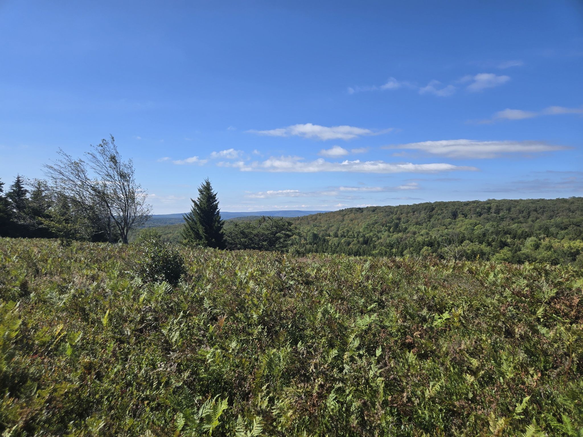 Wide view of a green, bushy field with distant forested hills under blue sky. - Bear Rocks, Raven Ridge, and Dobbin Grade Trail
