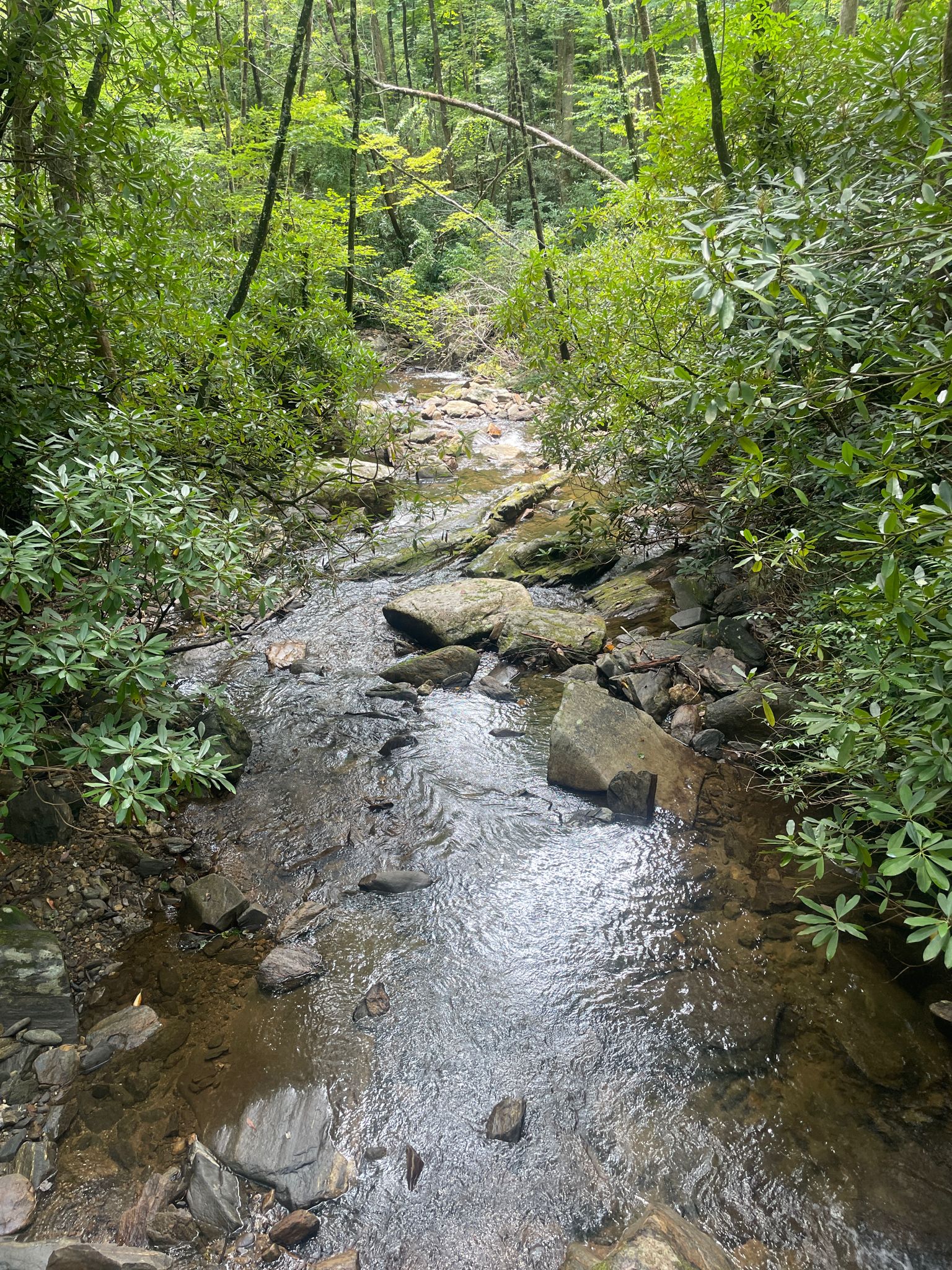 A rocky stream flows through a lush green forest under natural light. - Laurel Mountain – View from Pilot Rock loop from Pilot Rock