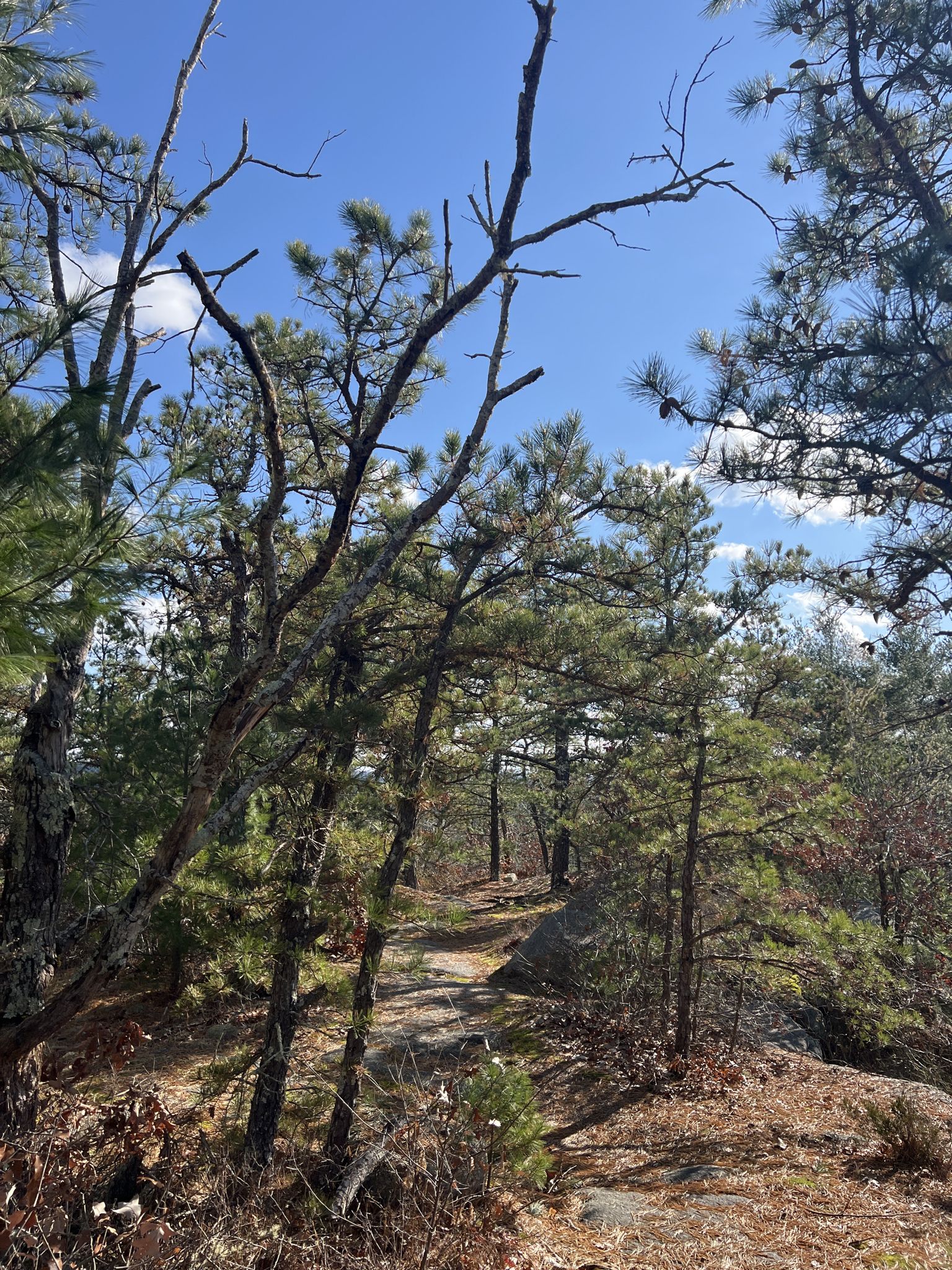 Sunny forest path winding through pine trees and rocks. - Mount Tom Trail loop