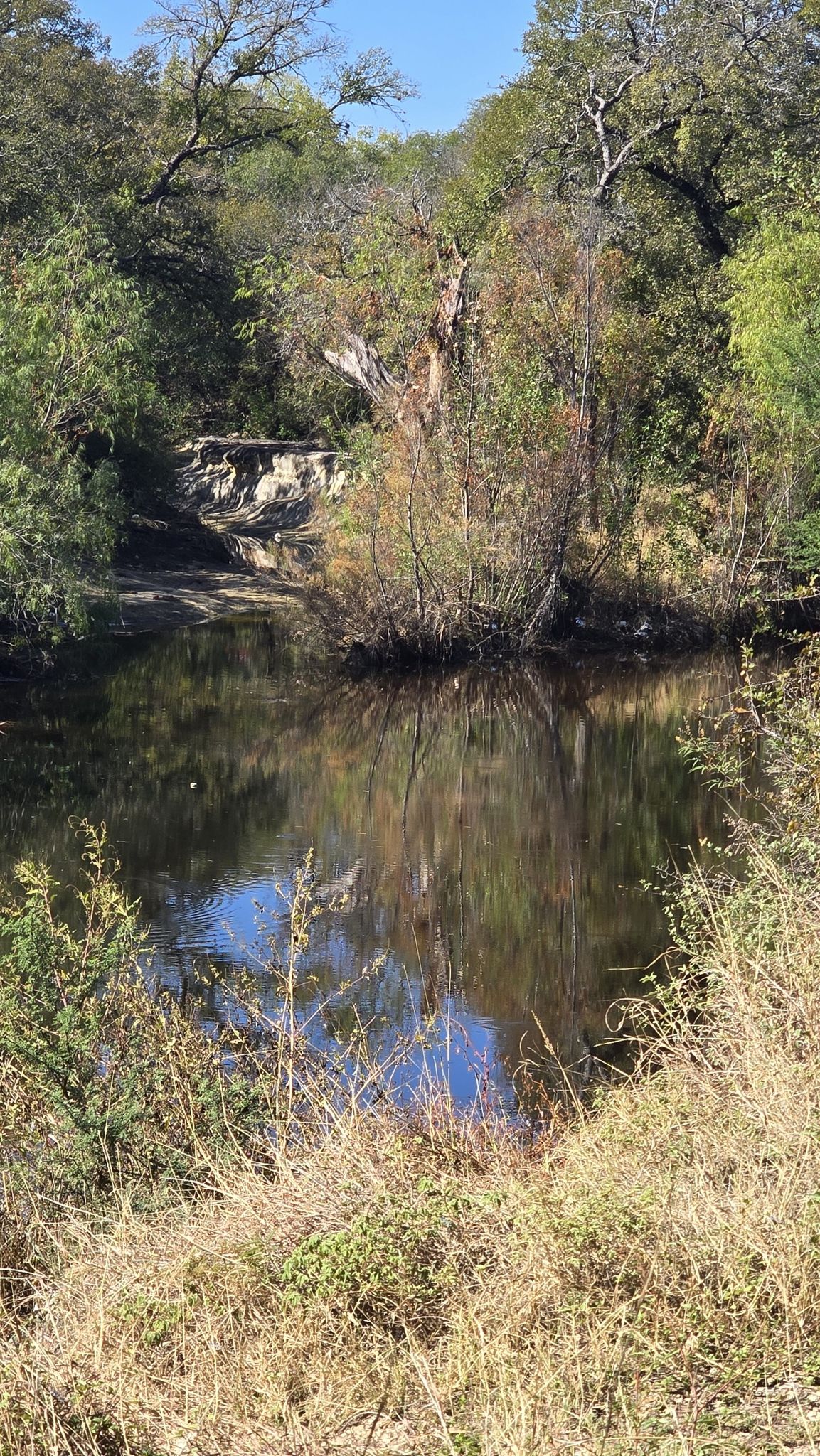 Calm water reflecting trees and sky, surrounded by dense foliage under bright daylight. - Culebra Creek and Helotes Creek Greenway Trail